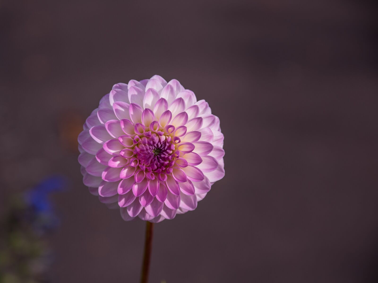 Pentax K-3 sample photo. Dahlia, flower, blossom photography