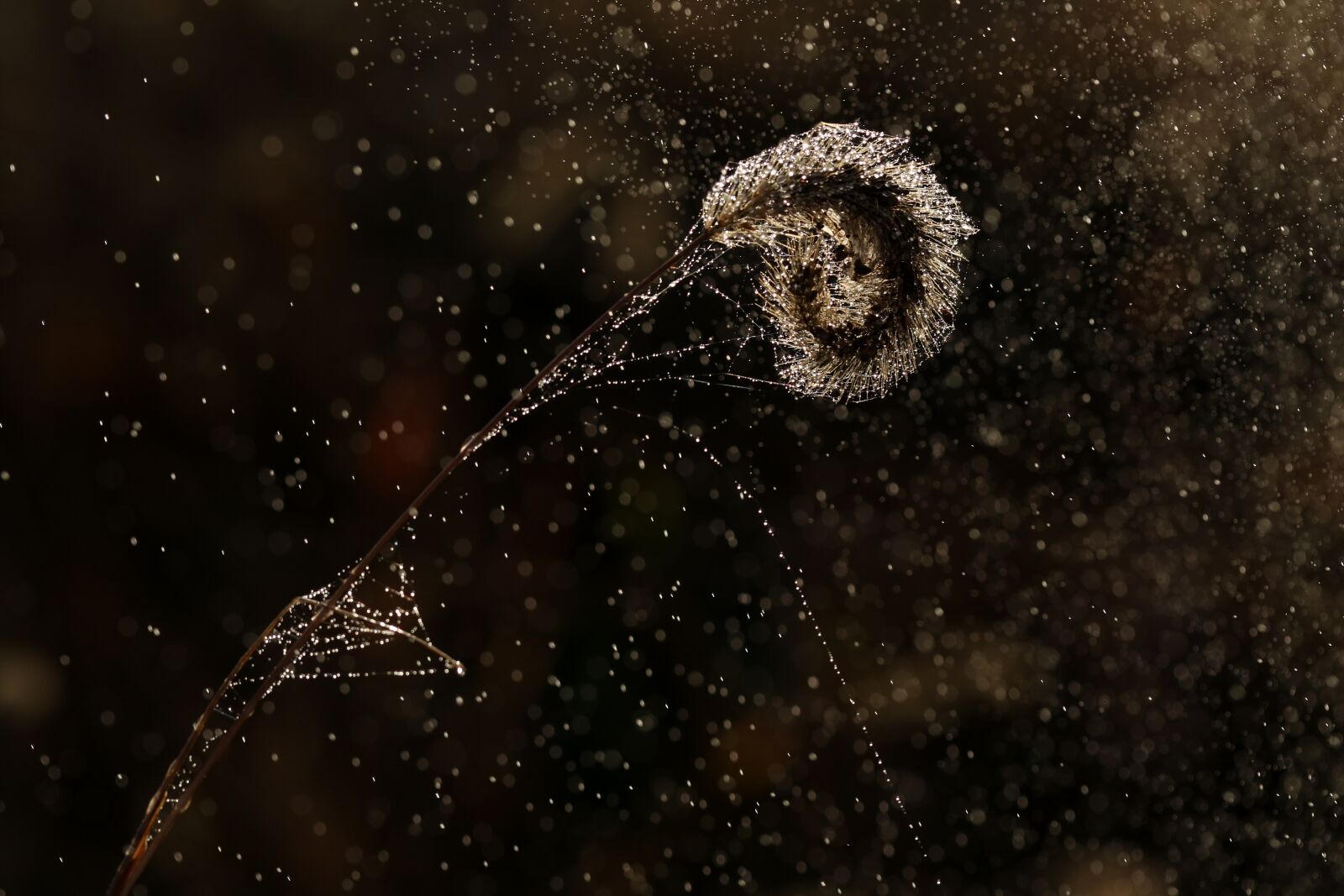 Canon EF-S 60mm F2.8 Macro USM sample photo. Spike, water, drops photography