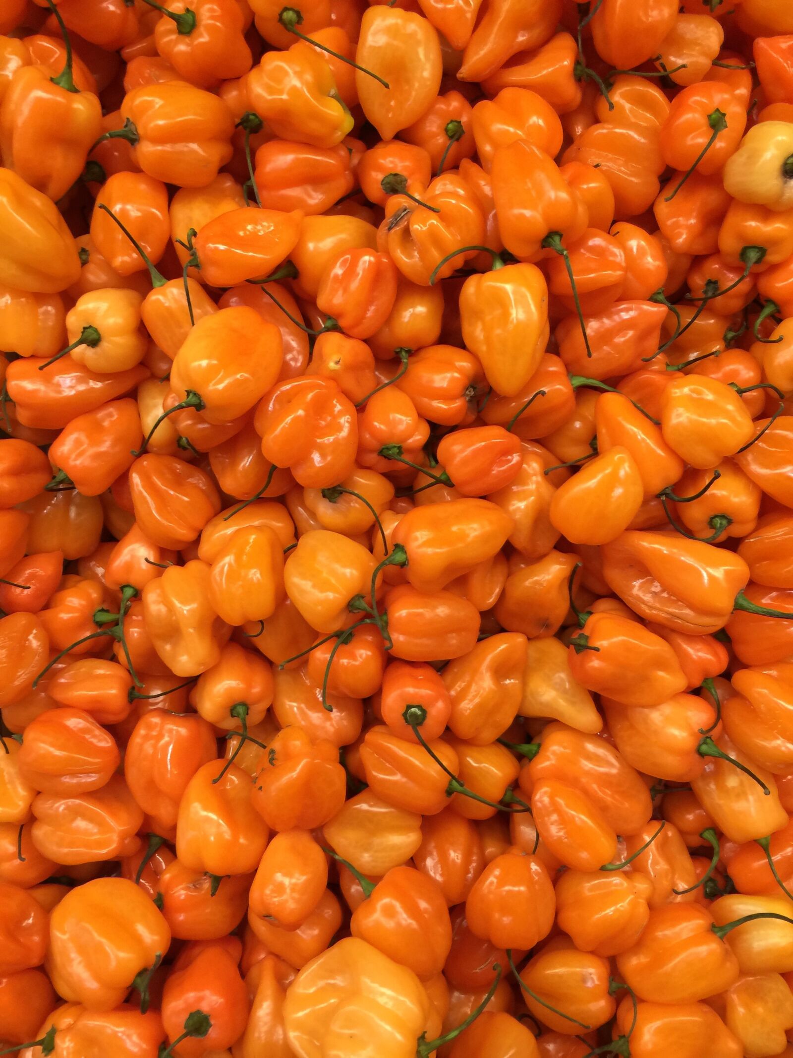 iPhone 6 Plus back camera 4.15mm f/2.2 sample photo. Vegetables, peppers, chilis photography