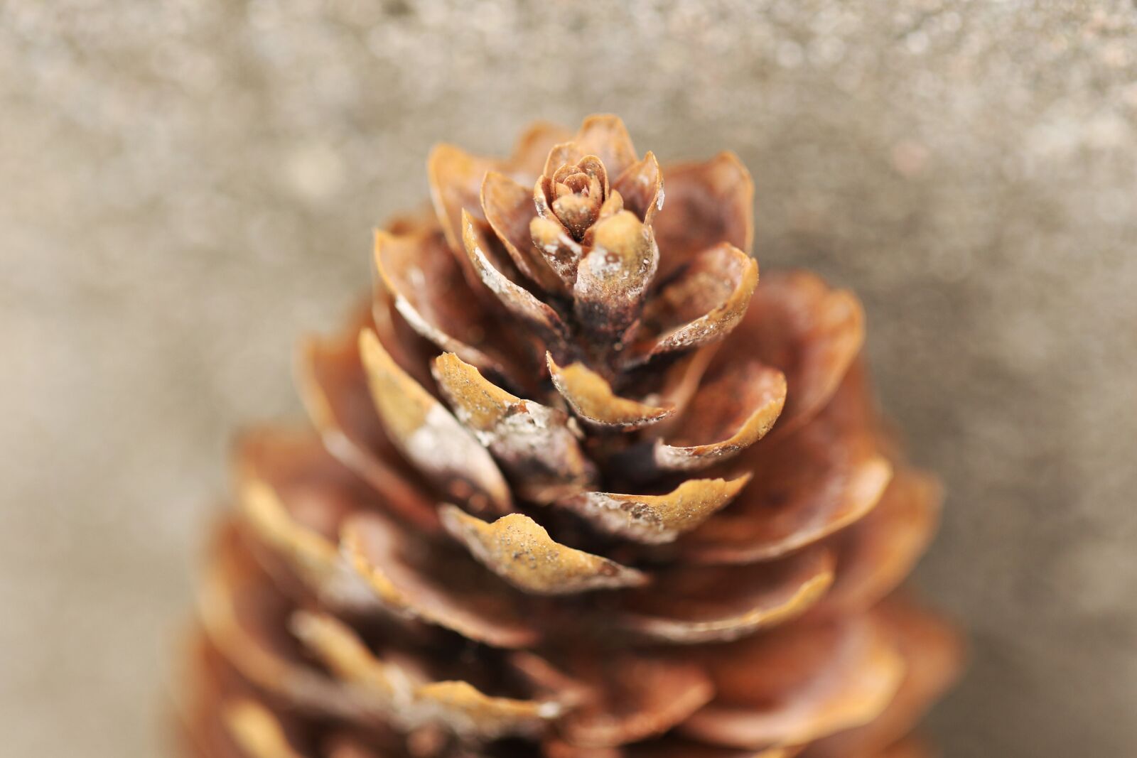 Canon EOS 7D Mark II sample photo. Pinecone, nature, forest photography
