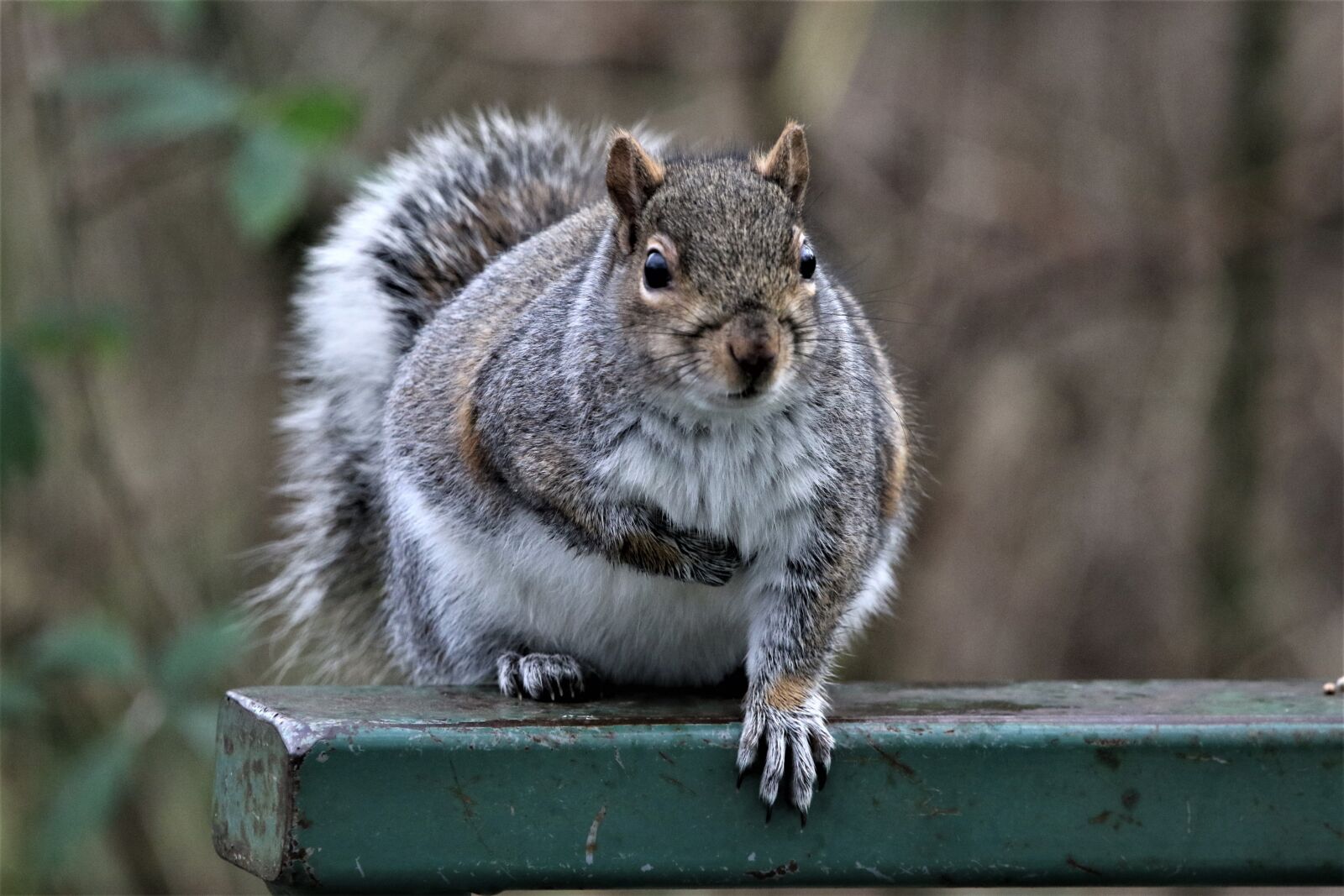 150-600mm F5-6.3 DG OS HSM | Contemporary 015 sample photo. Squirrel, nature, bench photography