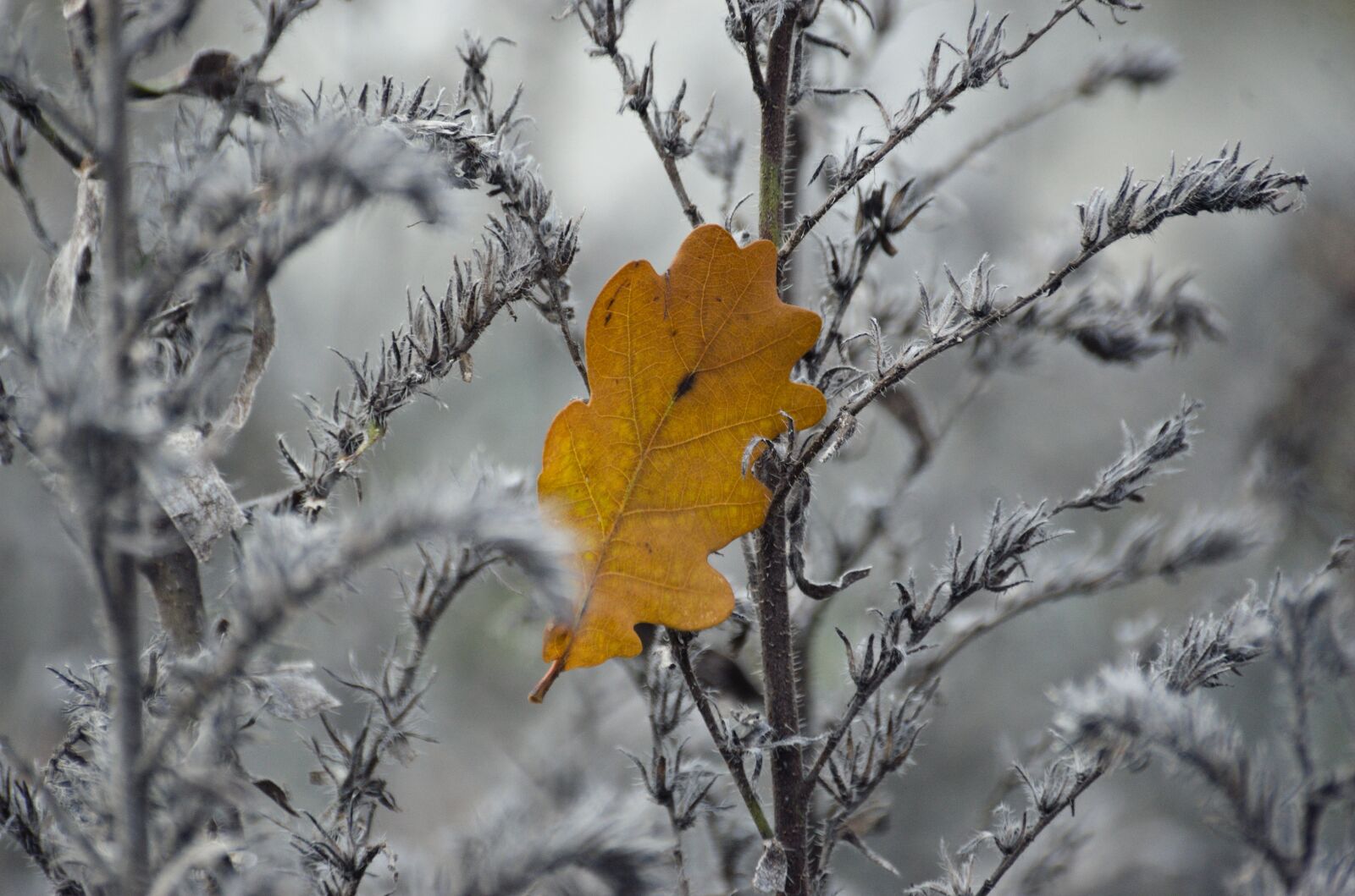 Nikon D70 sample photo. Autumn, autumn leaf, leaves photography