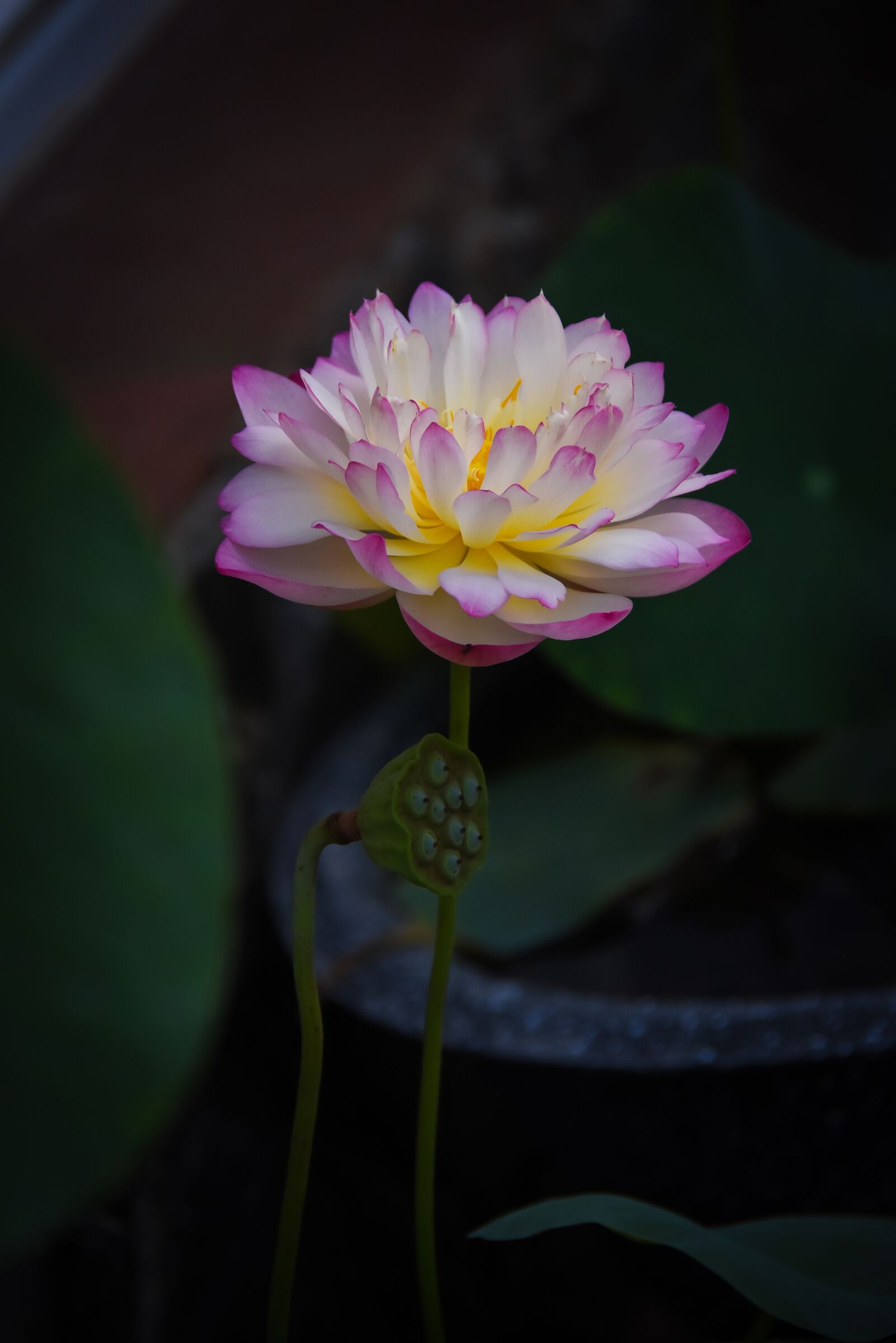 Nikon D7200 sample photo. Golden lotus border pink photography