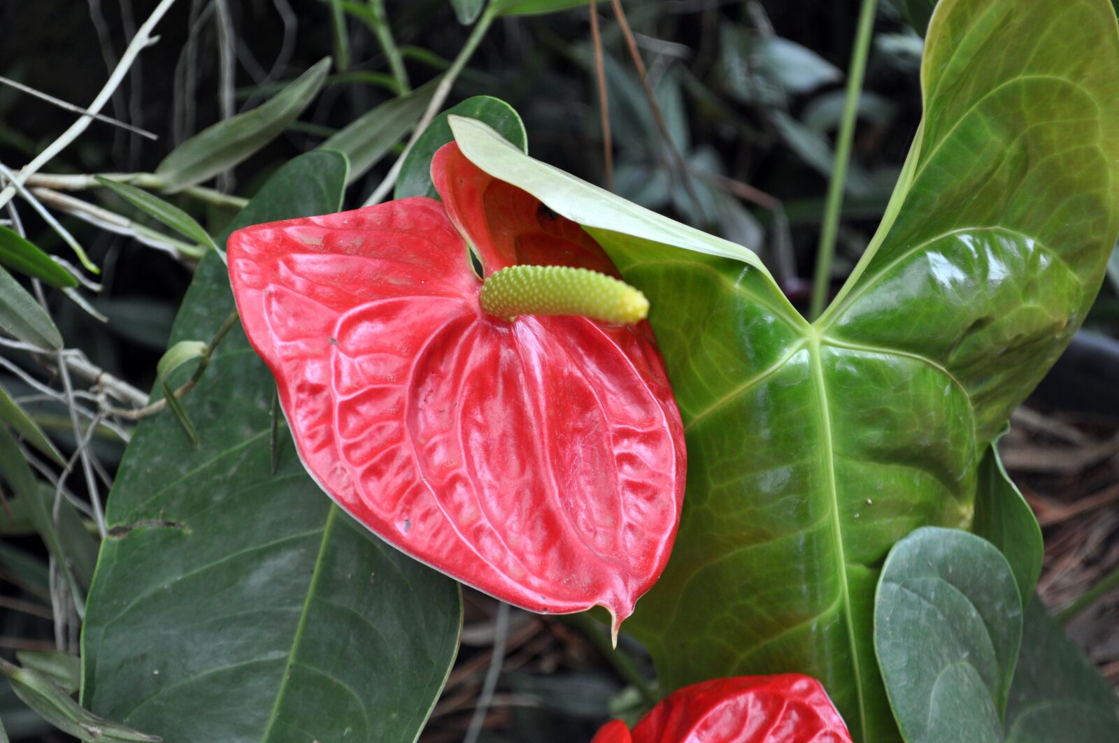 Nikon D5000 sample photo. Garden, landscape, flowers photography