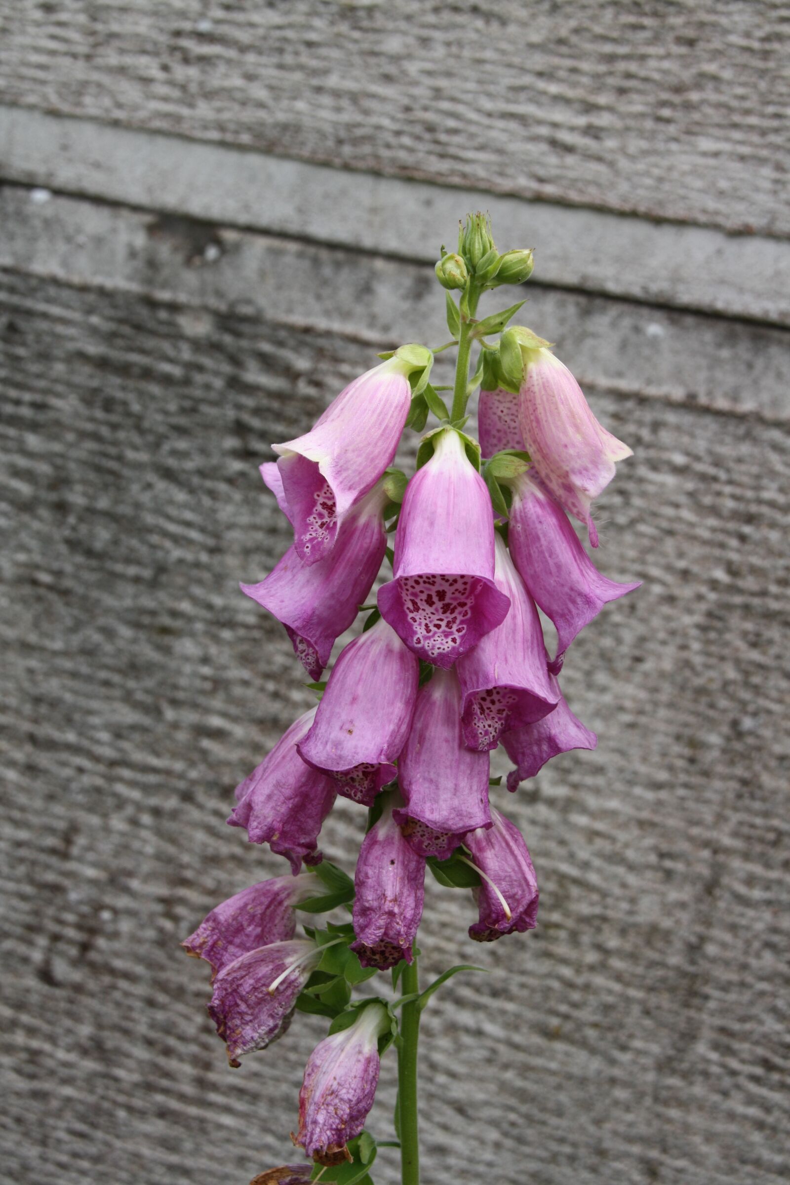 Canon EOS 1000D (EOS Digital Rebel XS / EOS Kiss F) sample photo. Flower, digital, digitalis photography