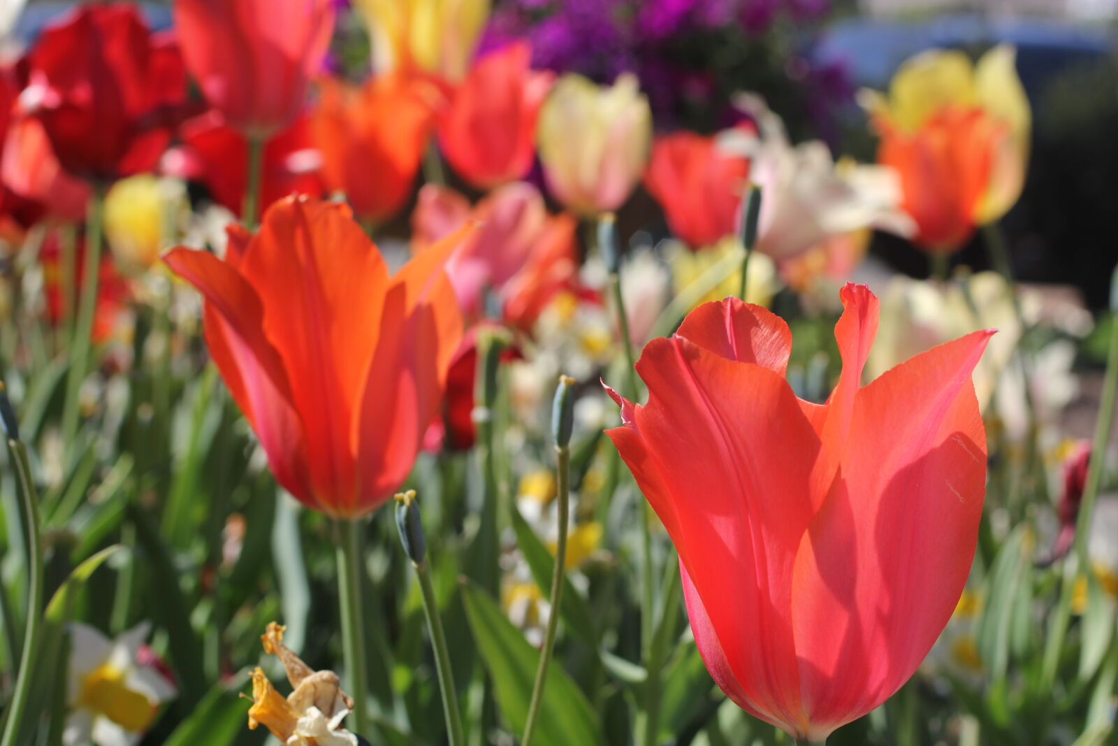 Canon EOS 60D + Canon EF 50mm F2.5 Macro sample photo. Flowers, red, spring, tulips photography