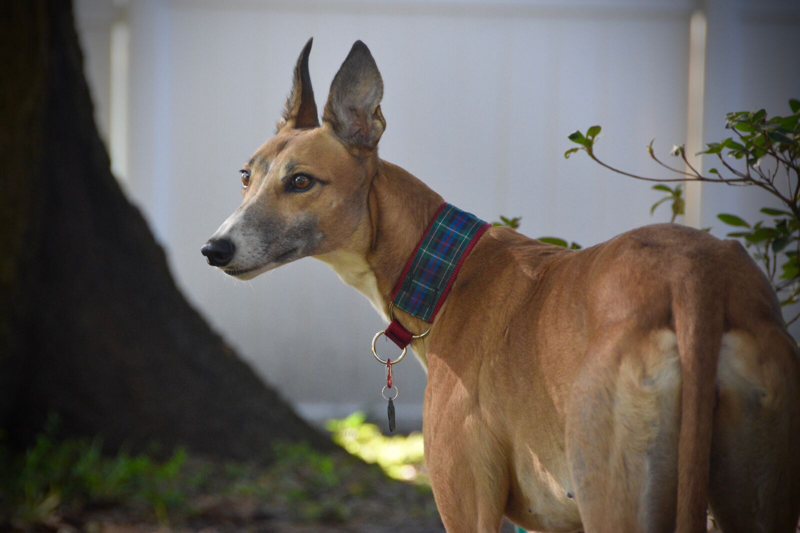 Nikon D5500 sample photo. Greyhound, sight hound, retired photography