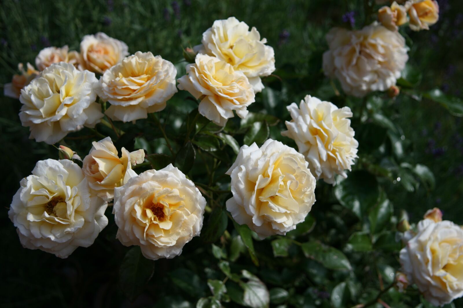 Canon EOS 400D (EOS Digital Rebel XTi / EOS Kiss Digital X) sample photo. Flower, rose, plant photography