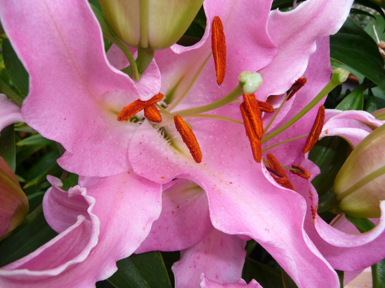 Panasonic Lumix DMC-TZ5 sample photo. Flower, plant, nature photography