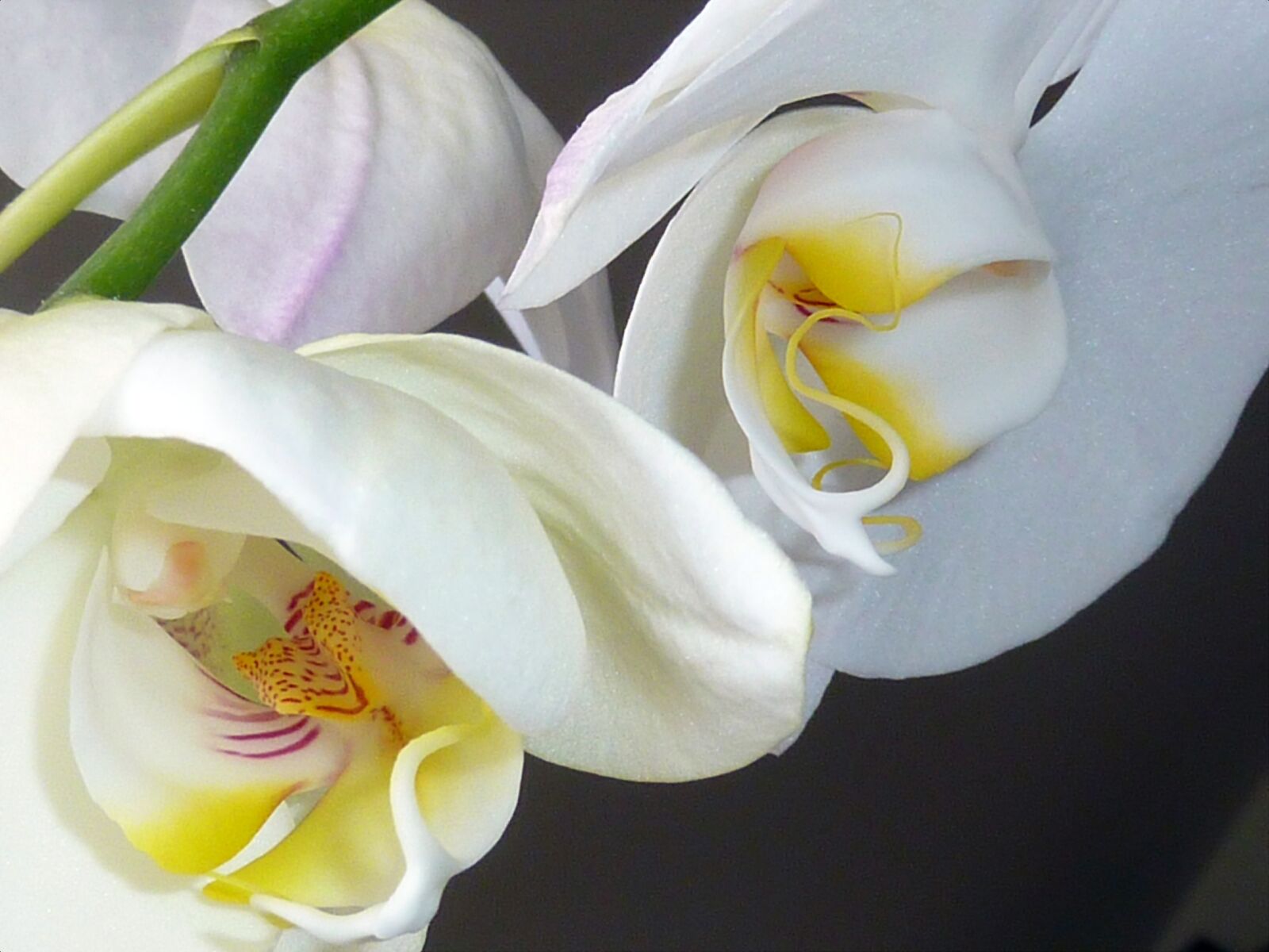 Panasonic DMC-TZ7 sample photo. Orchid, flowers, boys herbs photography