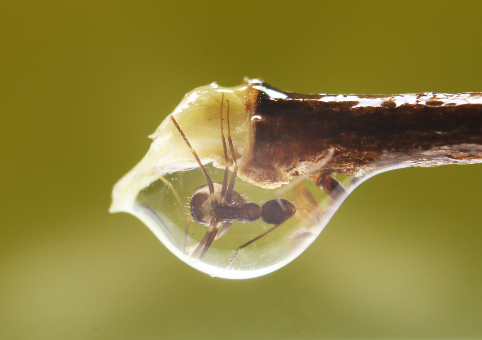 Canon EOS 700D (EOS Rebel T5i / EOS Kiss X7i) sample photo. Ant, stuck, macros photography