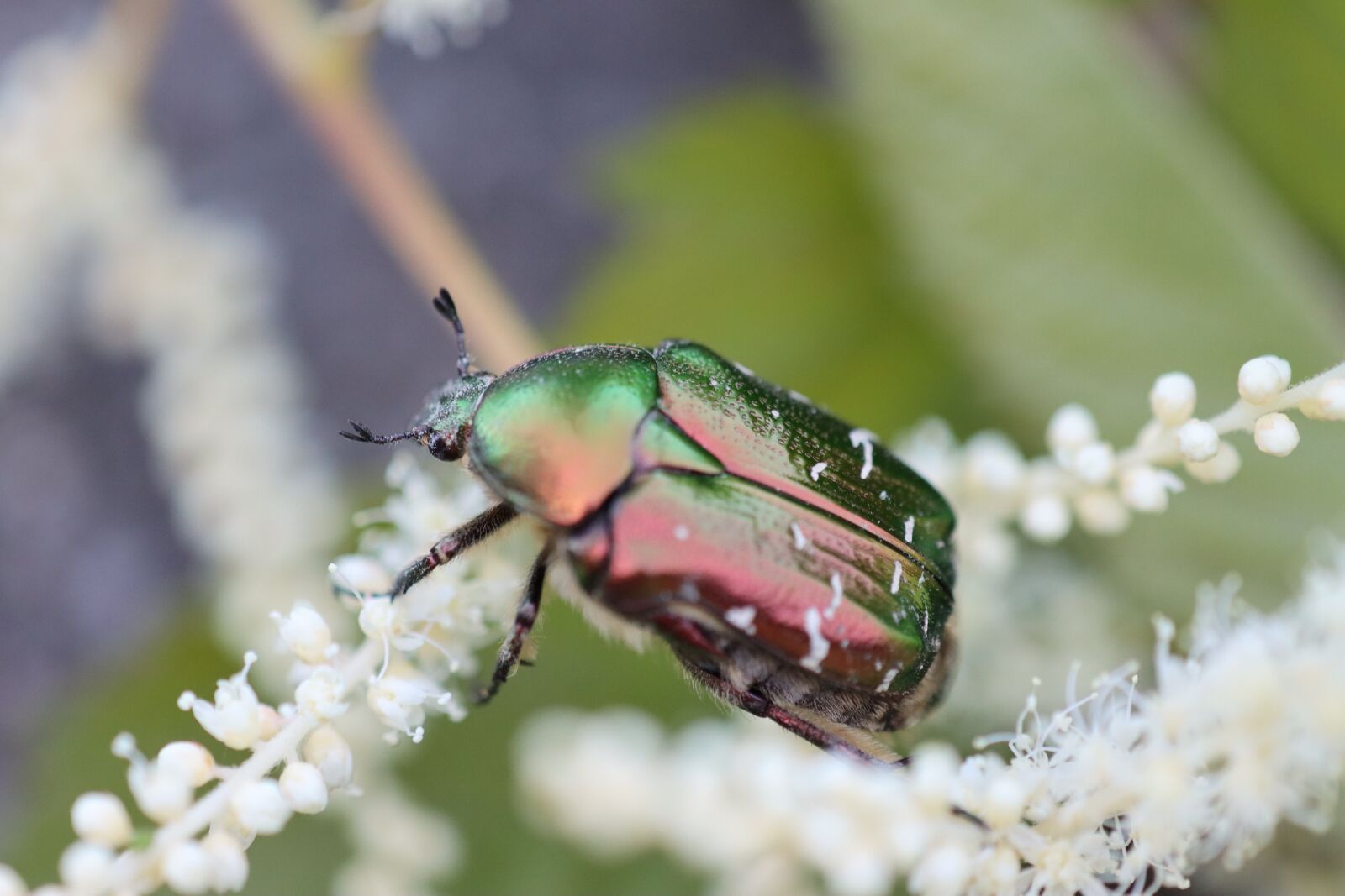 Canon EOS 90D sample photo. Rose beetle, beetle, insect photography