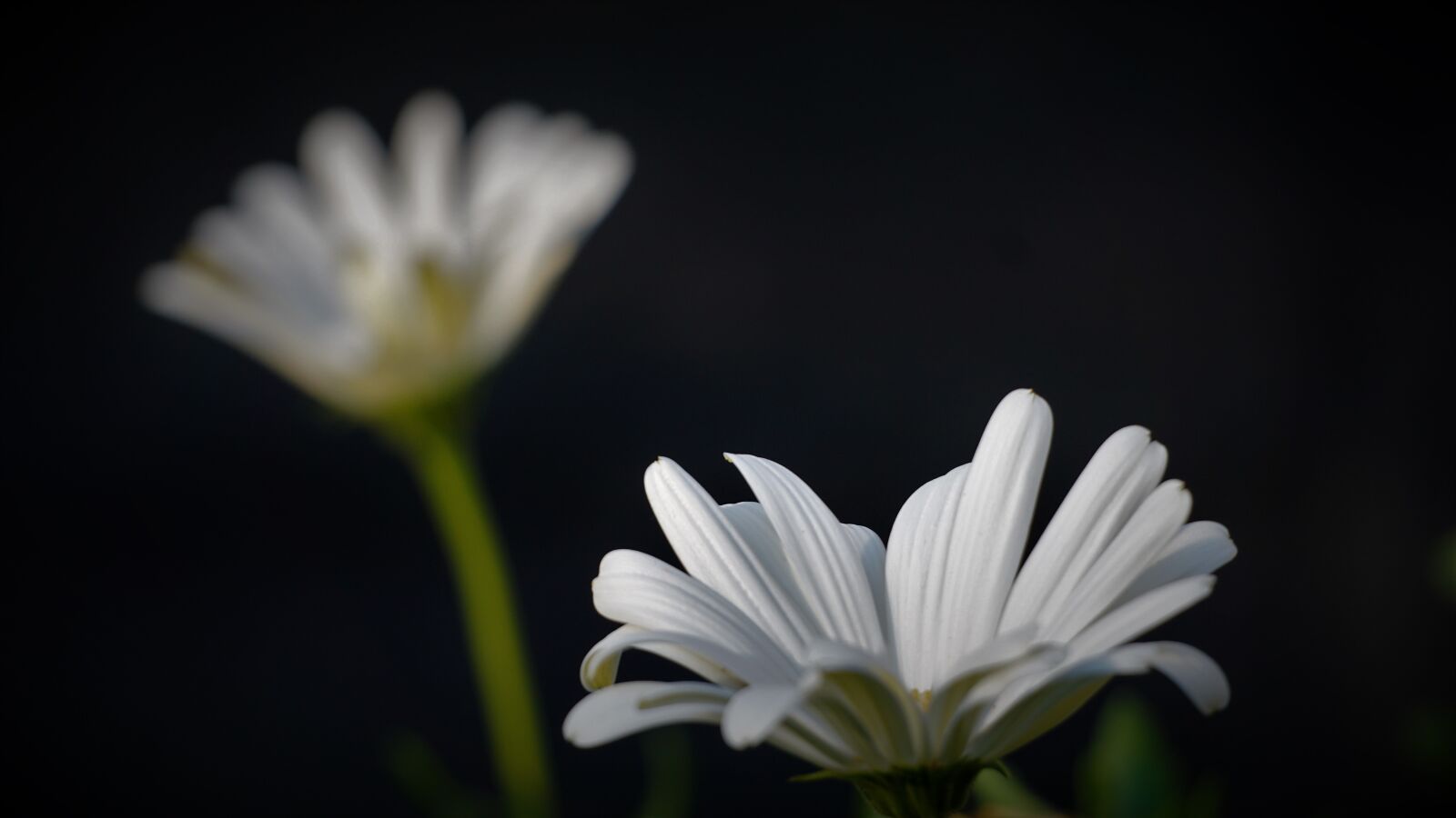 Sony a6000 + Sony E 70-350mm F4.5-6.3 G OSS sample photo. Marguerite, white, flowers photography