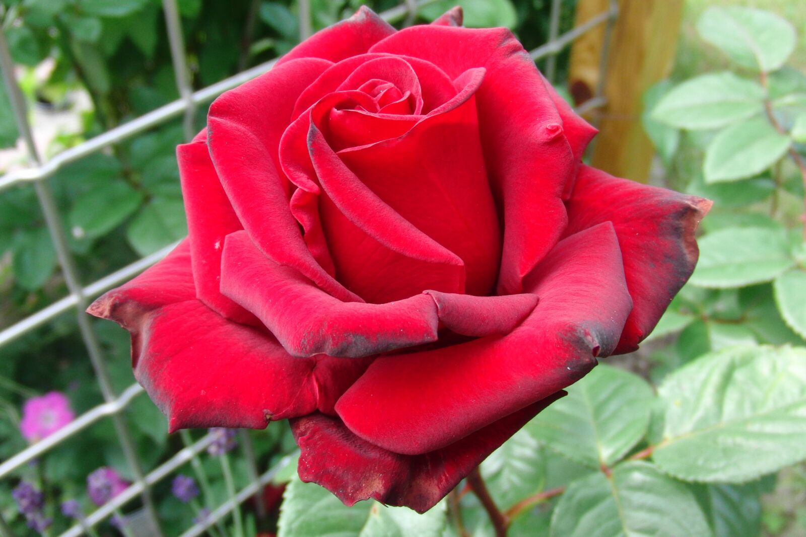 CASIO EX-FC100 sample photo. Flower, nature, rose photography