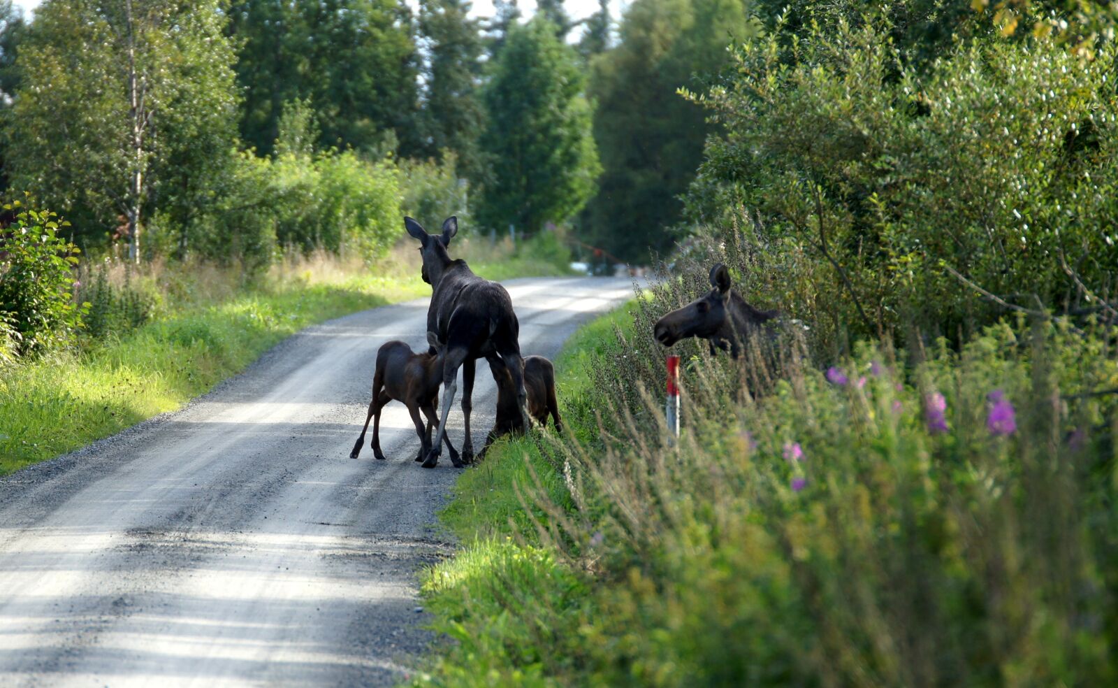 Sony SLT-A33 sample photo. Norway, moose, calves photography