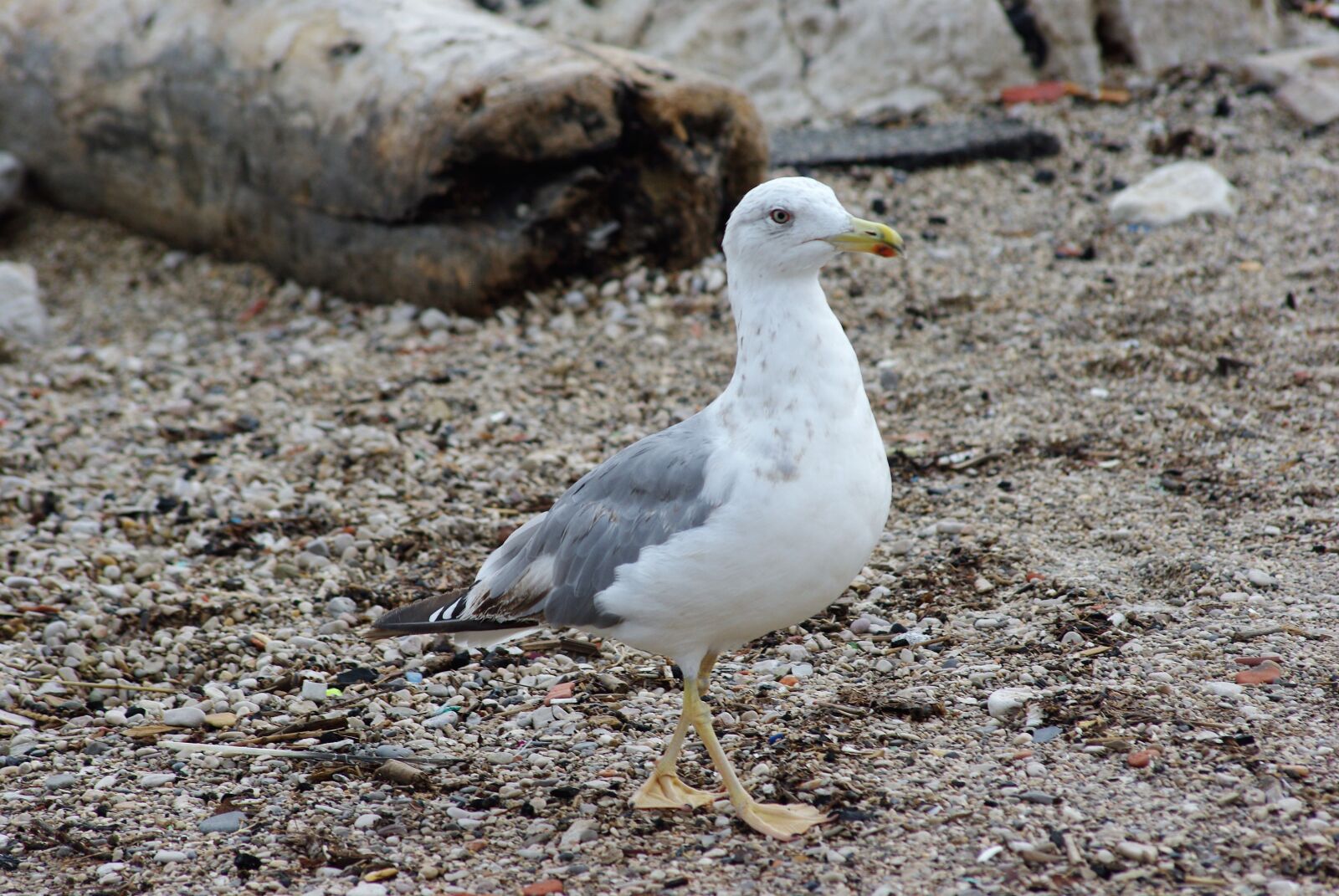 Pentax K200D sample photo. Seagull, gabian, bird photography