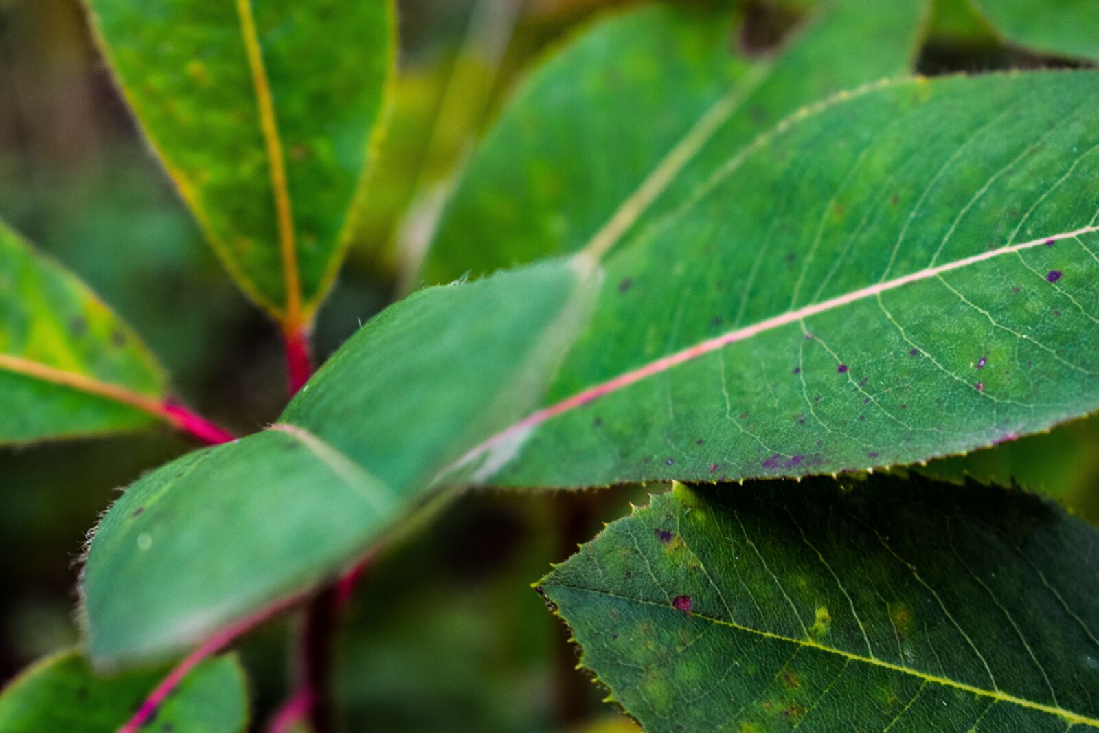 Nikon D3300 sample photo. Leaf, green, nature photography