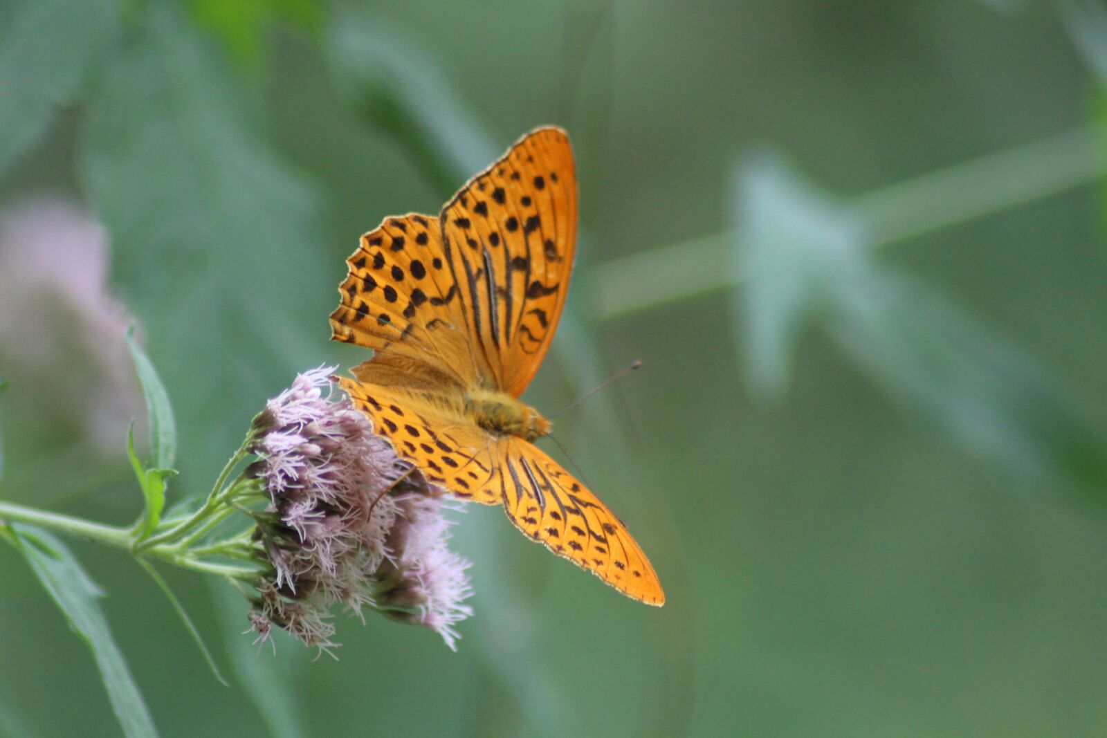 Canon EOS 700D (EOS Rebel T5i / EOS Kiss X7i) sample photo. Butterfly, free, flight photography