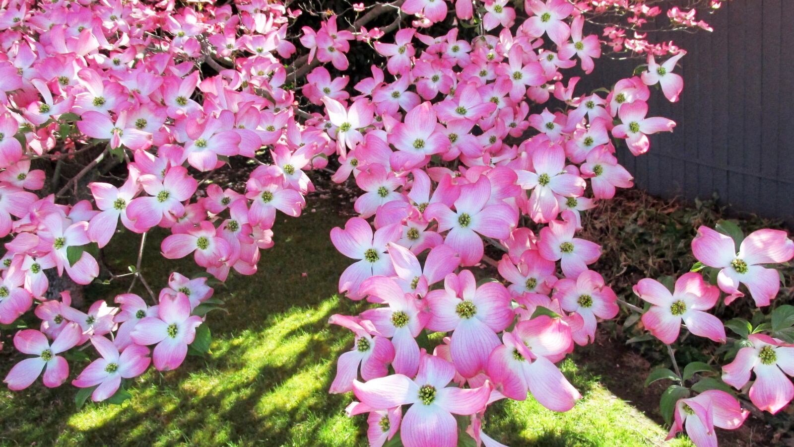 Canon PowerShot SX170 IS sample photo. Tree, pink, flowers photography