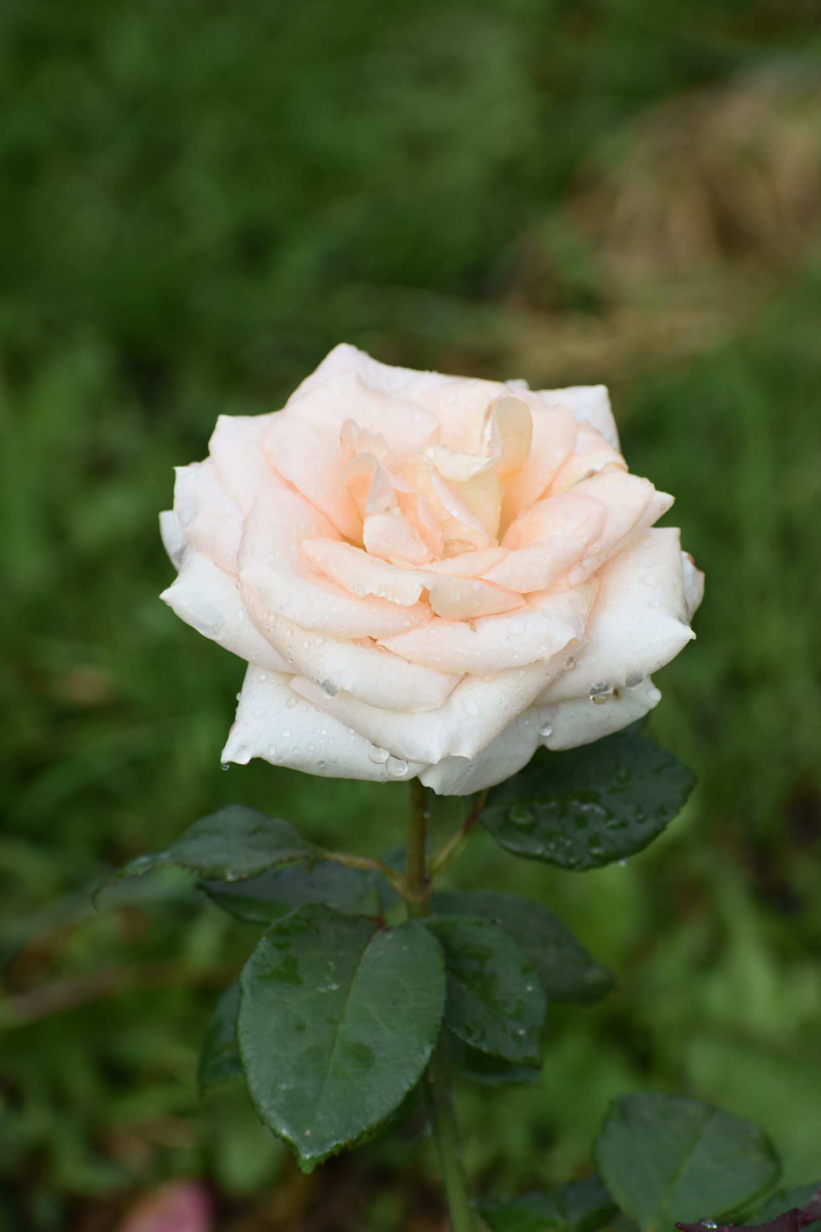 Nikon D3400 sample photo. Rose, white, cream photography