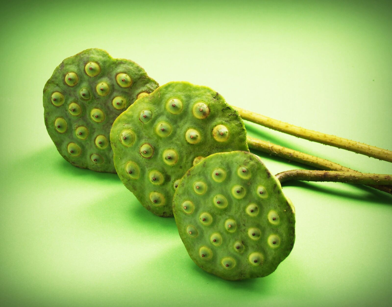 Olympus E-300 (EVOLT E-300) sample photo. Lotus, seed, flower photography