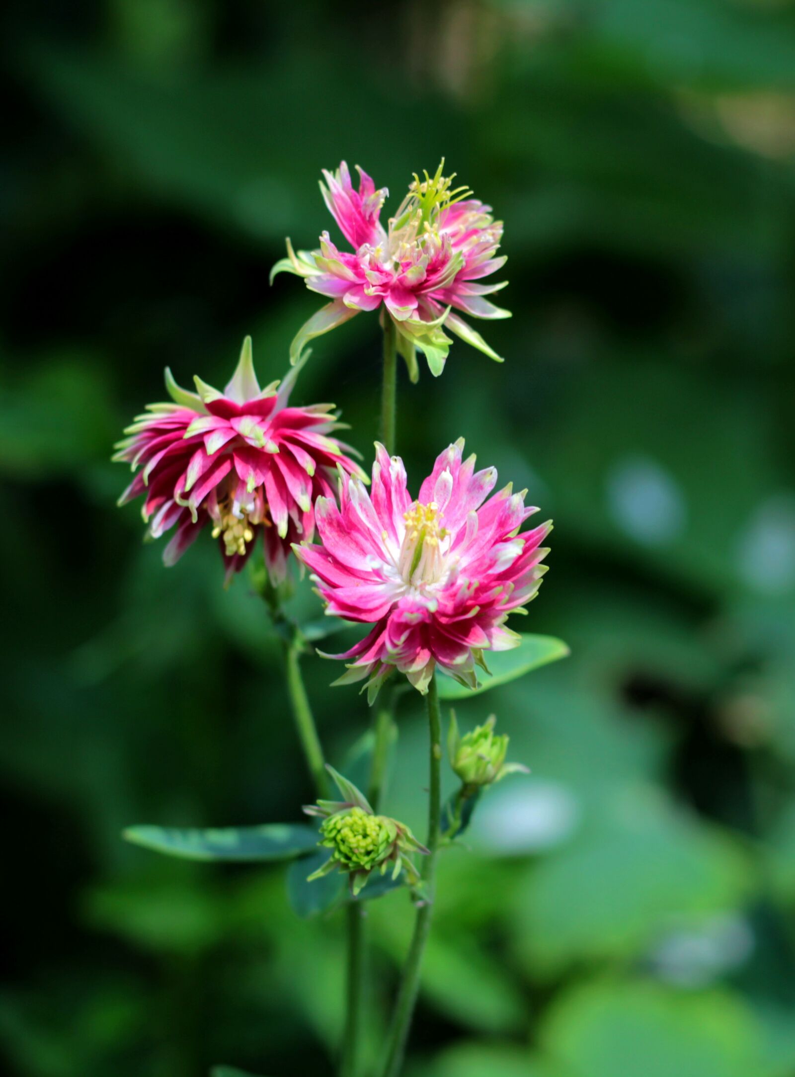 Canon EOS 600D (Rebel EOS T3i / EOS Kiss X5) + Canon EF 50mm F1.8 STM sample photo. Aquilegia nora barlow, akelei photography