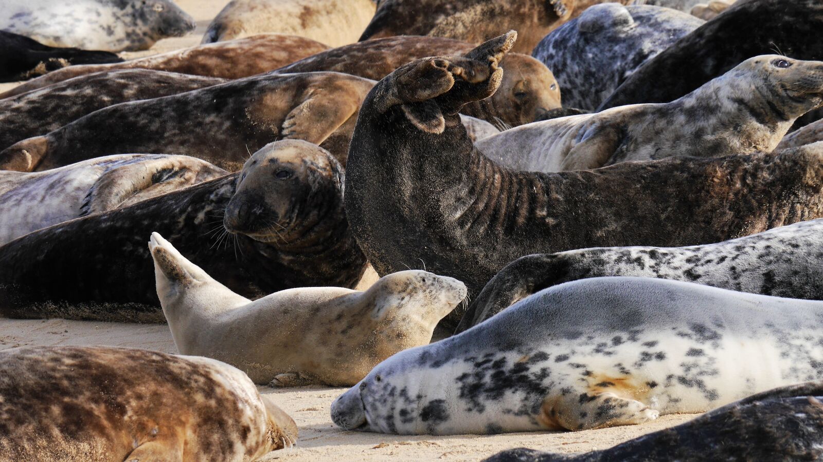 Panasonic Lumix DMC-G6 sample photo. Grey seals, horsey beach photography