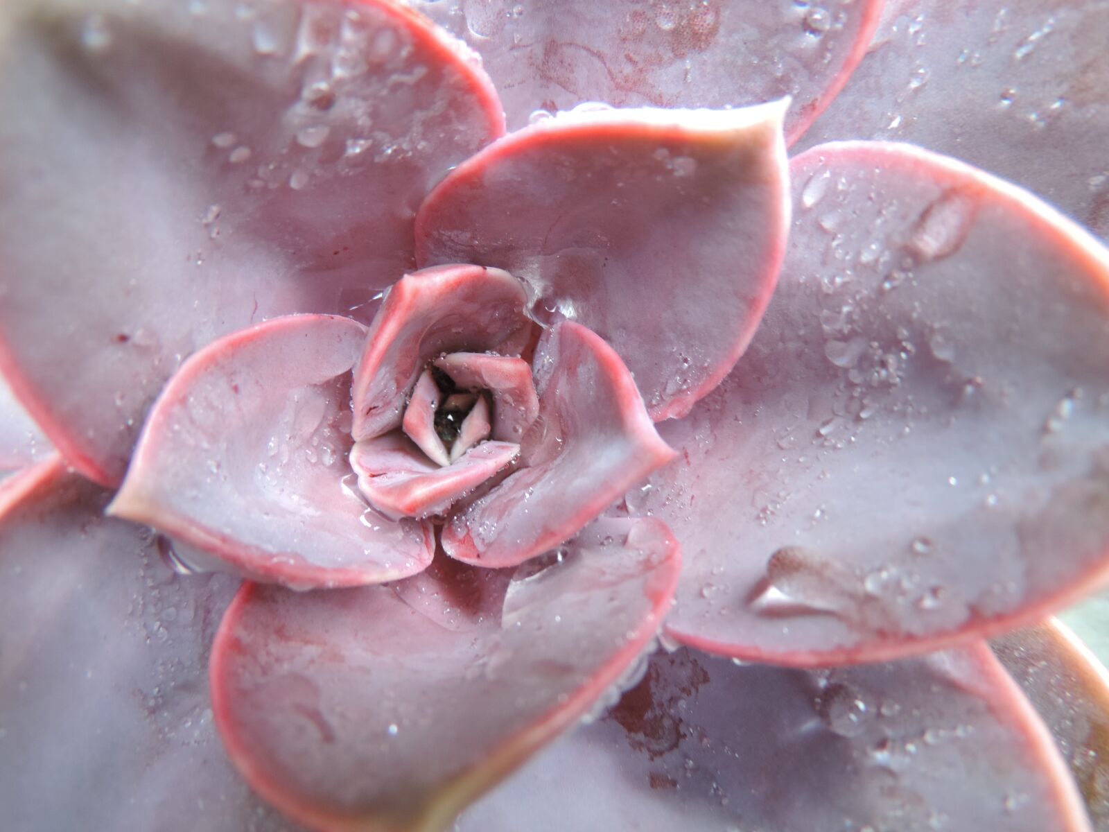 Nikon Coolpix P520 sample photo. Echeveria pink, heart, shape photography