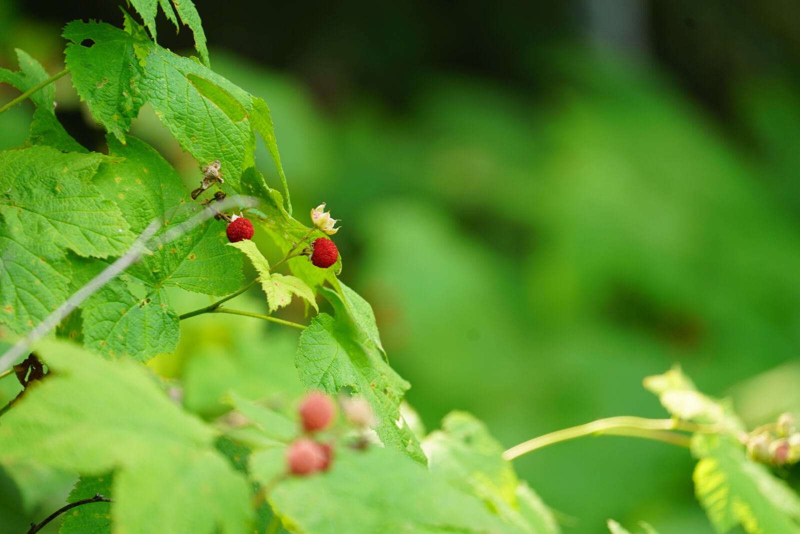 Sony FE 70-300mm F4.5-5.6 G OSS sample photo. Raspberries, berries, leaves photography