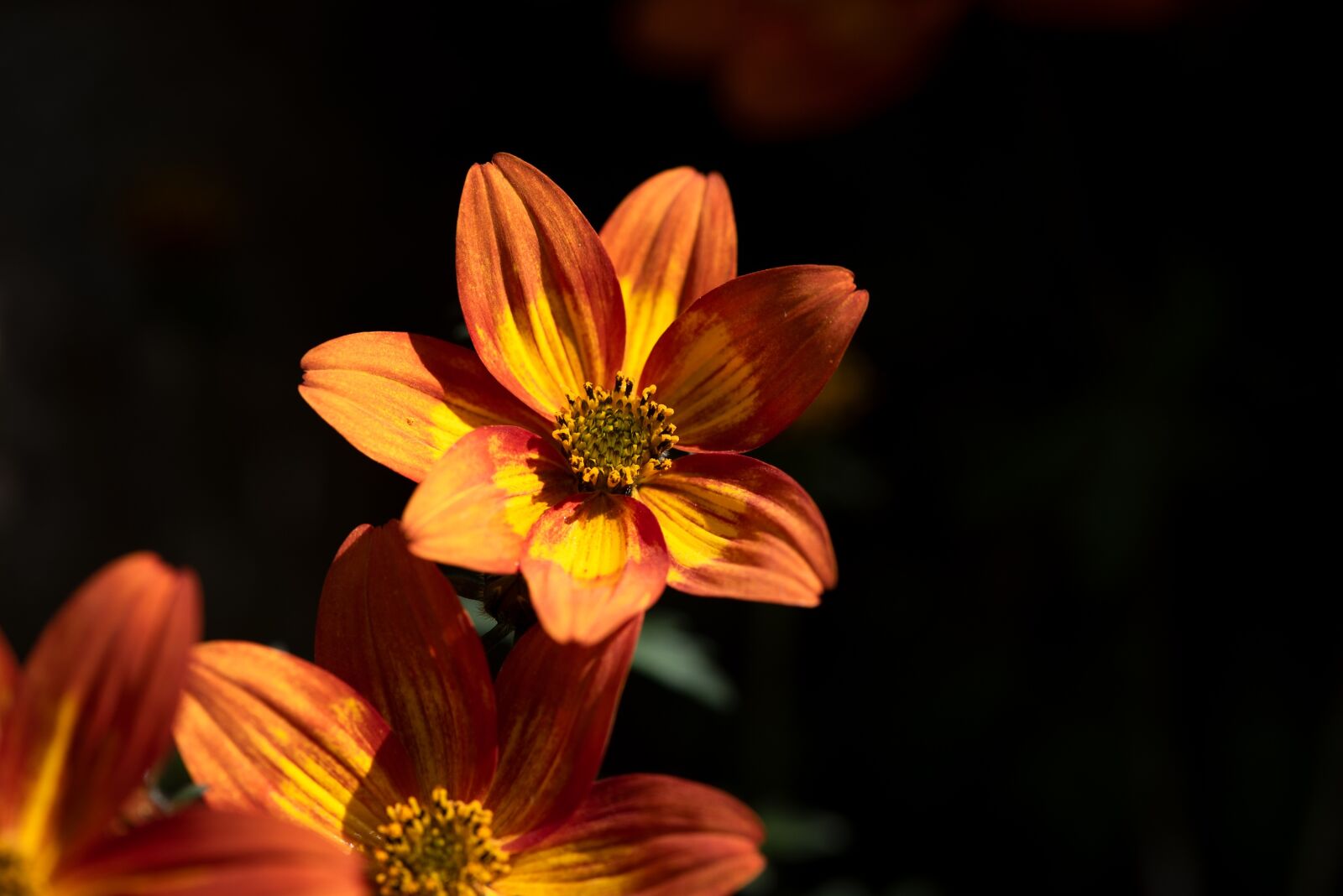 Nikon D750 sample photo. Flowers, orange, garden photography
