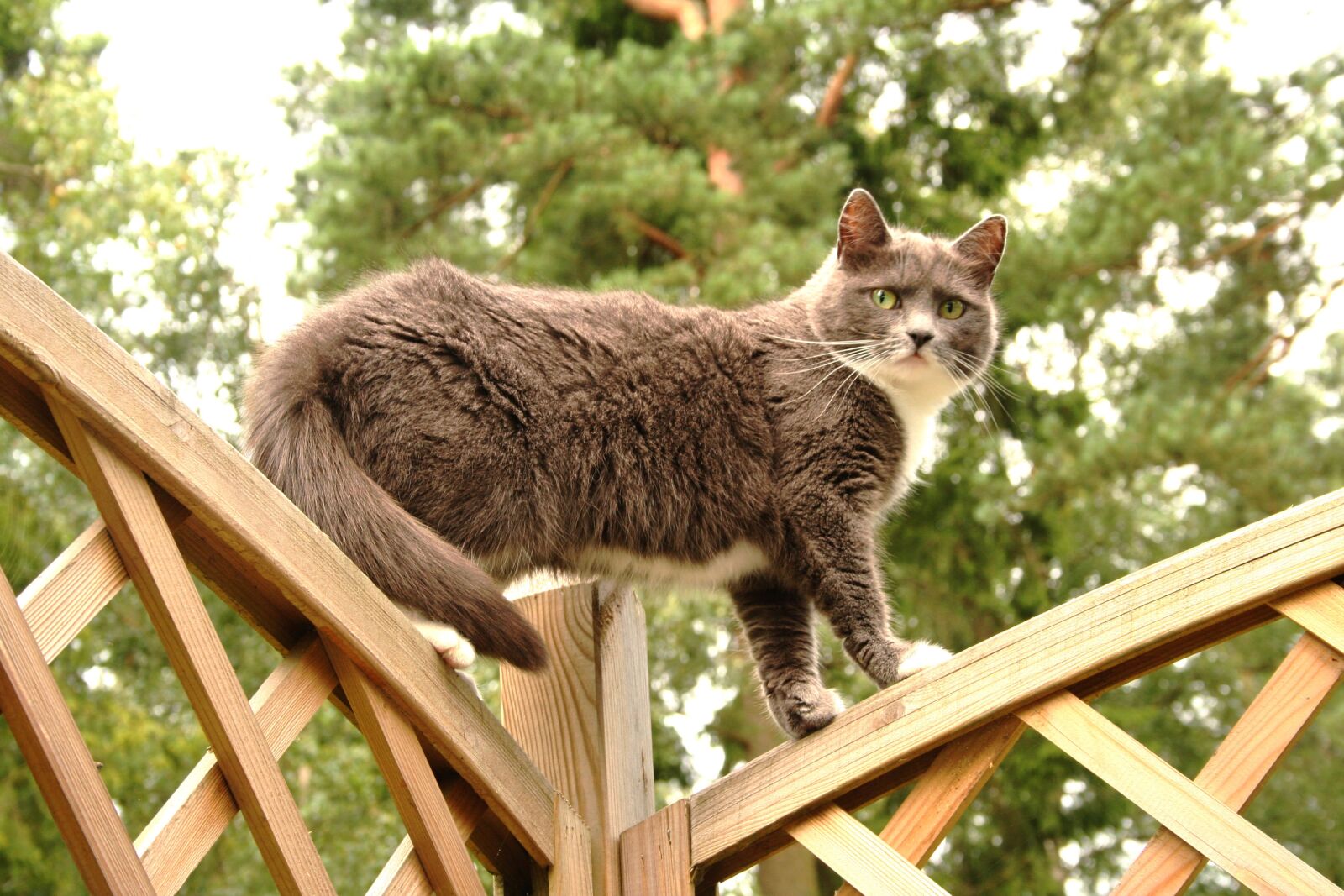 Canon EOS 350D (EOS Digital Rebel XT / EOS Kiss Digital N) sample photo. Cat, domestic cat, animals photography