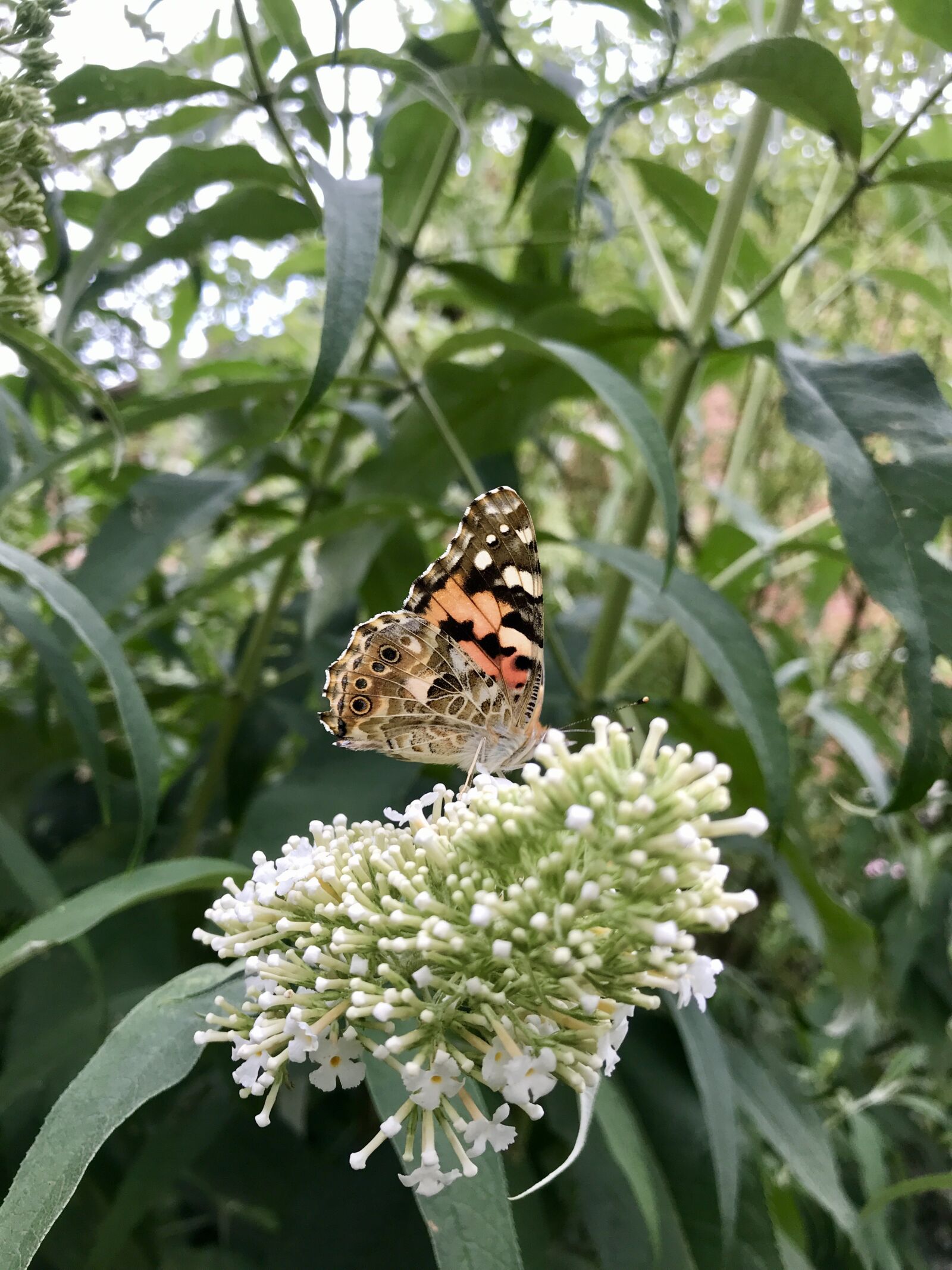 iPhone 7 back camera 3.99mm f/1.8 sample photo. Vanessa cardui, butterfly, edelfalter photography
