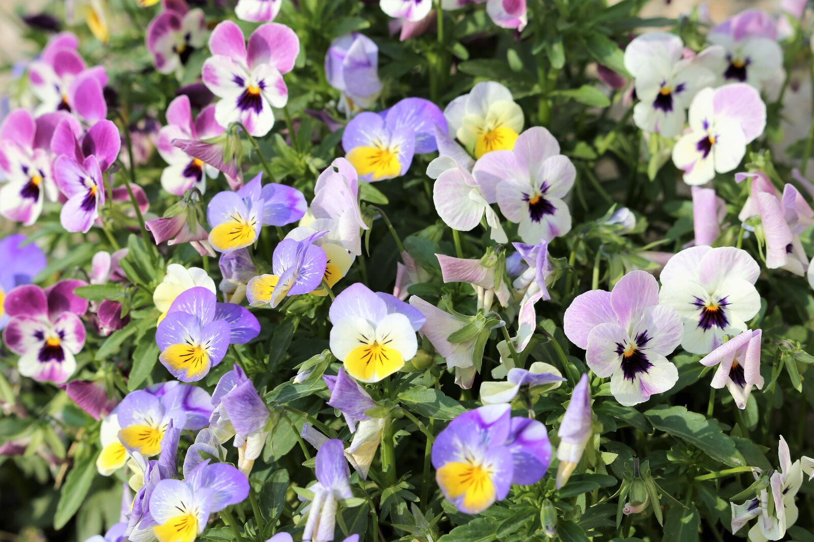 Canon EF 70-300 F4-5.6 IS II USM sample photo. Pansy, viola tricolor, flower photography