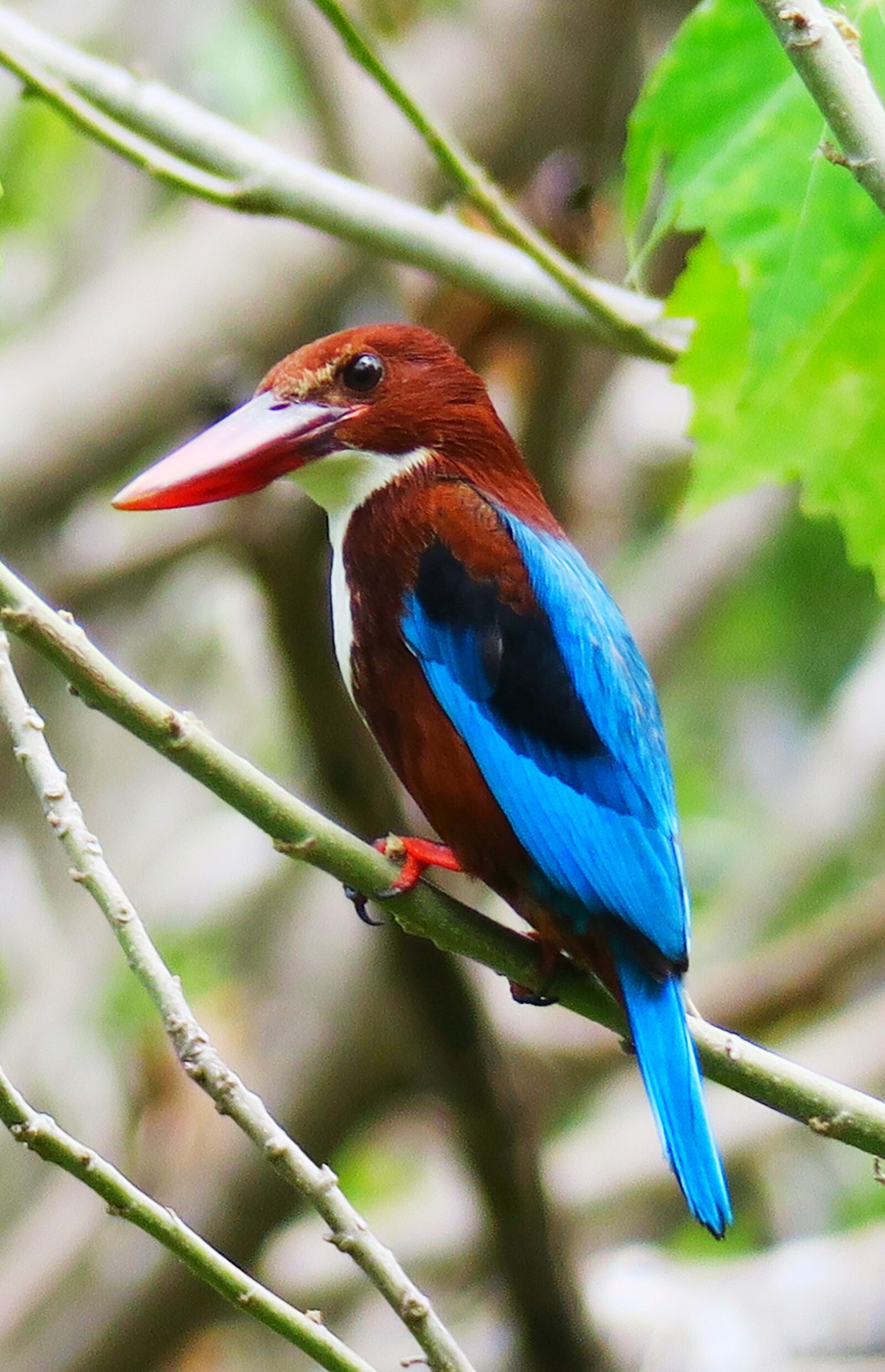 Canon PowerShot G3 X sample photo. White chest kingfisher, bird photography