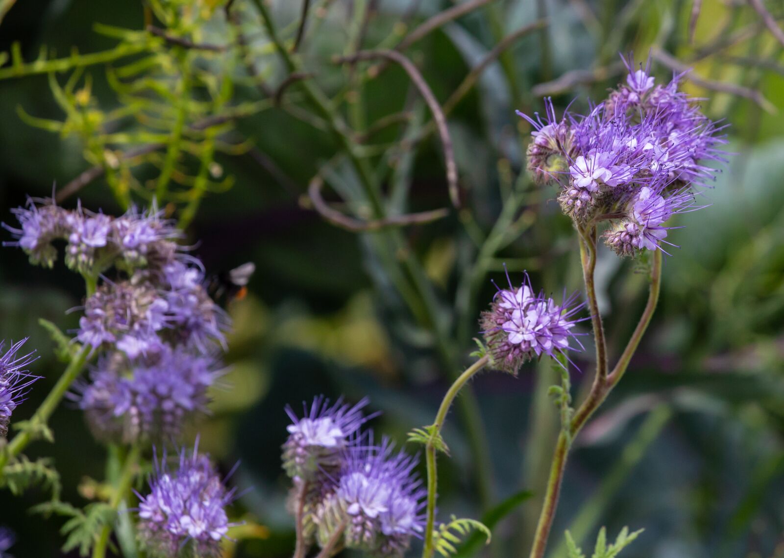 Canon EOS 5D Mark III sample photo. Lacy phacelia, blue tansy photography