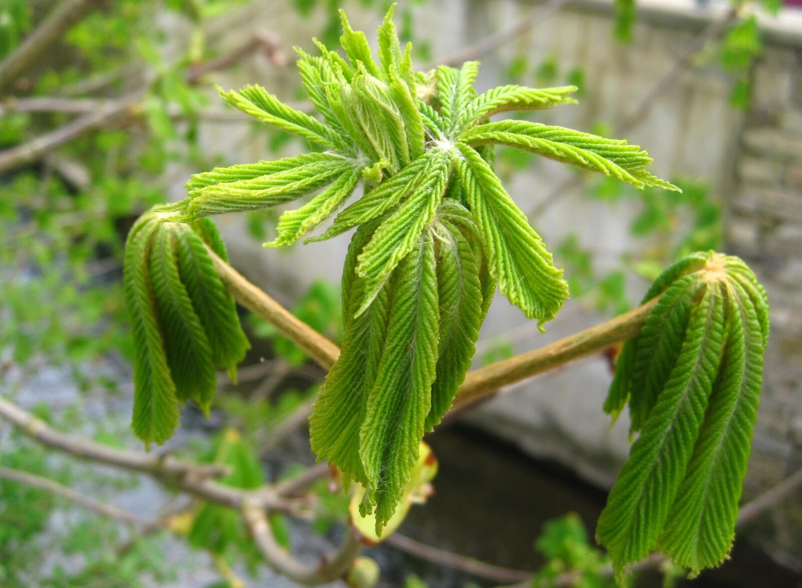 Canon PowerShot SD1200 IS (Digital IXUS 95 IS / IXY Digital 110 IS) sample photo. Young chestnut leaves, development photography