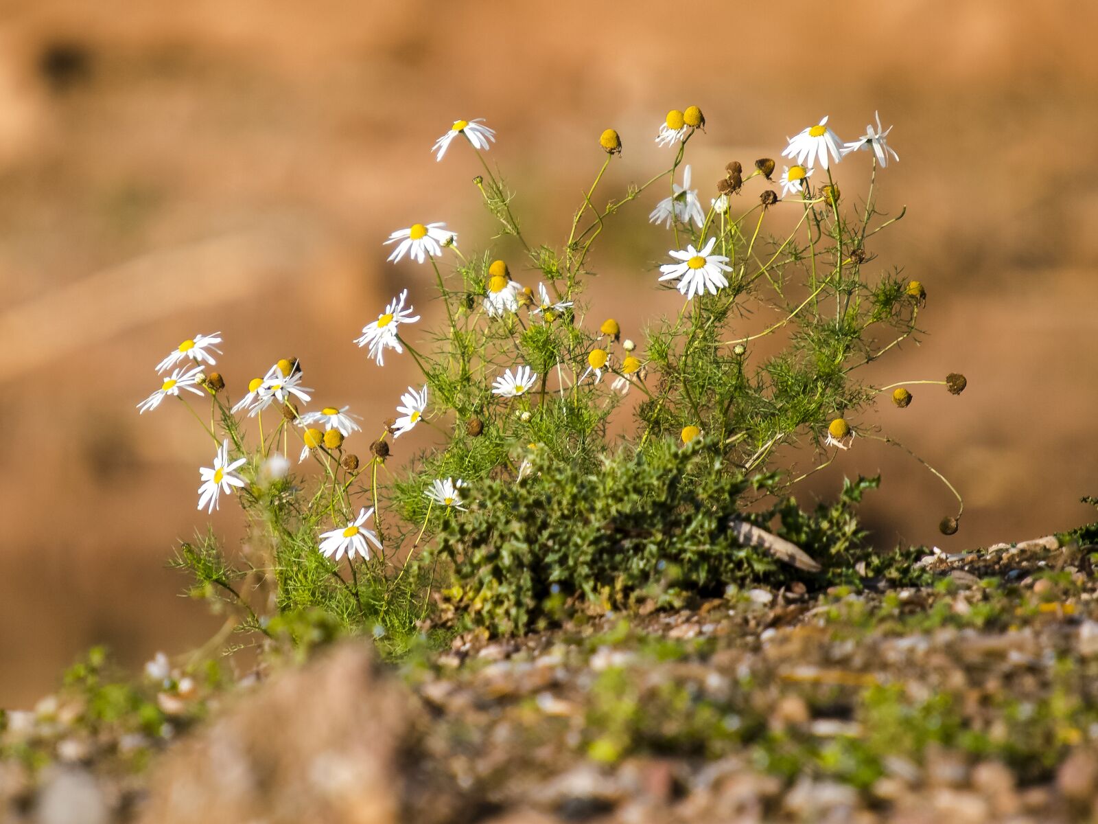 Olympus E-3 sample photo. Chamomile, flower, plant photography