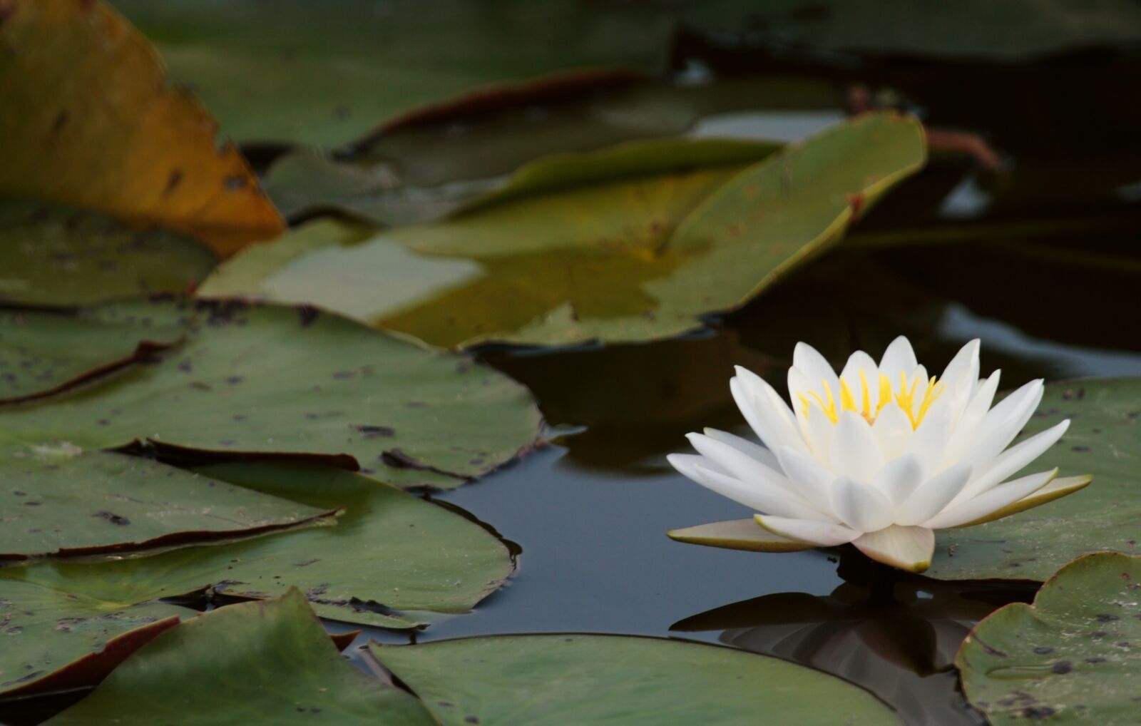 Canon EOS 20D sample photo. Pool, lotus, lily photography