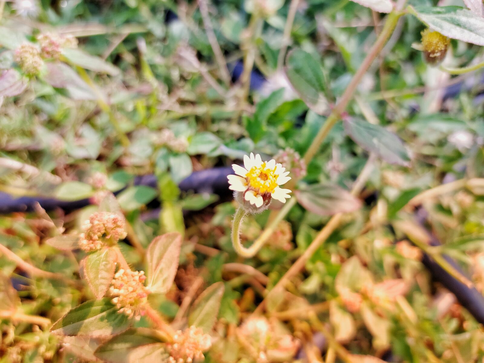 Xiaomi Redmi Note 8 sample photo. Captionplus, photography, photooftheday photography