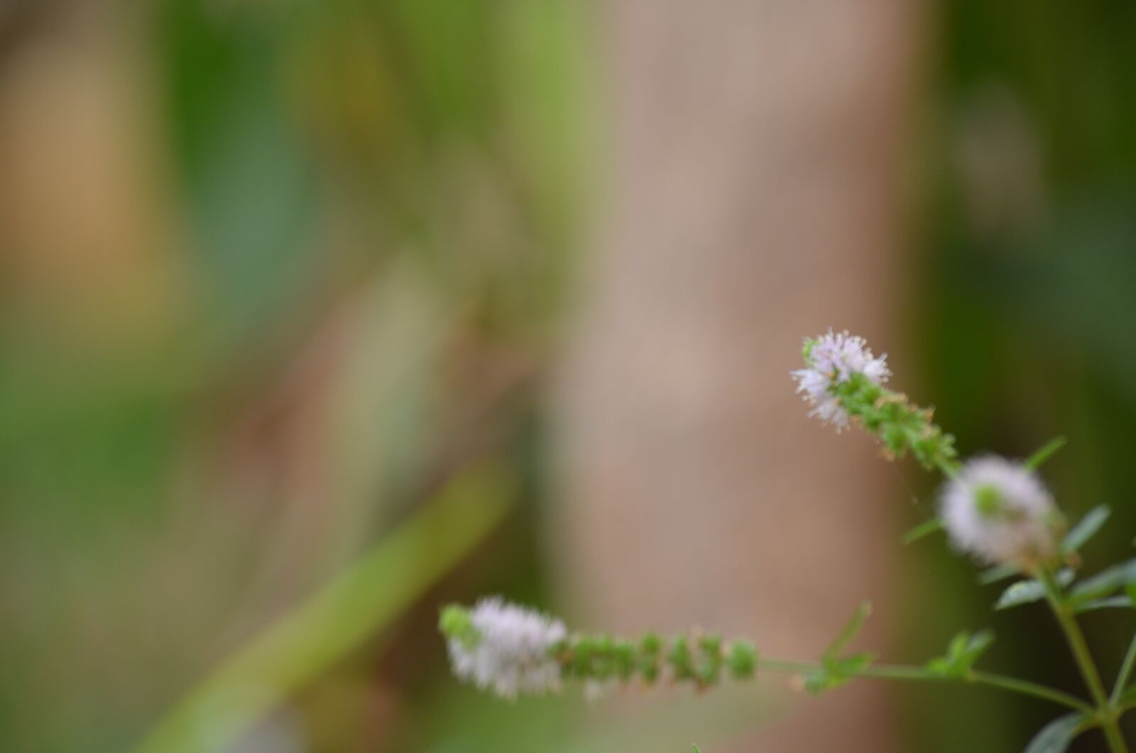 Nikon D5100 sample photo. Macro photography, nature, photography photography