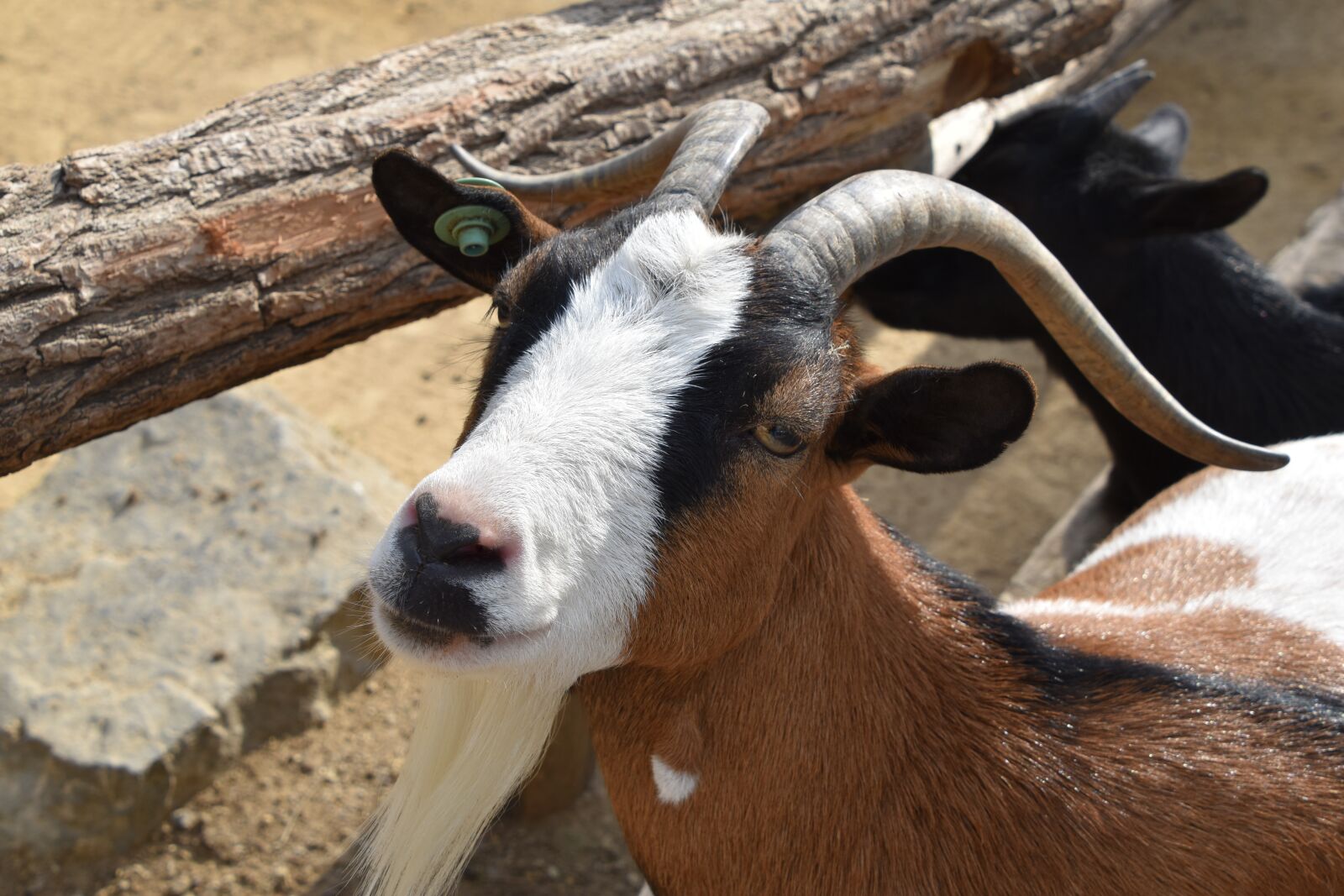 Nikon D5600 sample photo. Animal, nature, goat photography