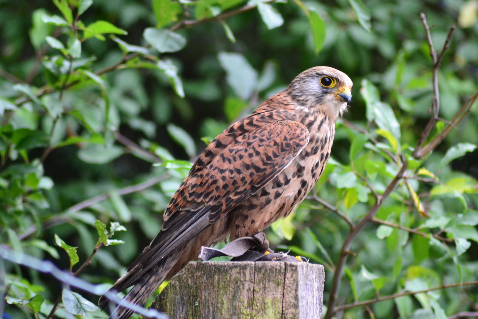 Nikon D3100 sample photo. Animal, park, close, up photography