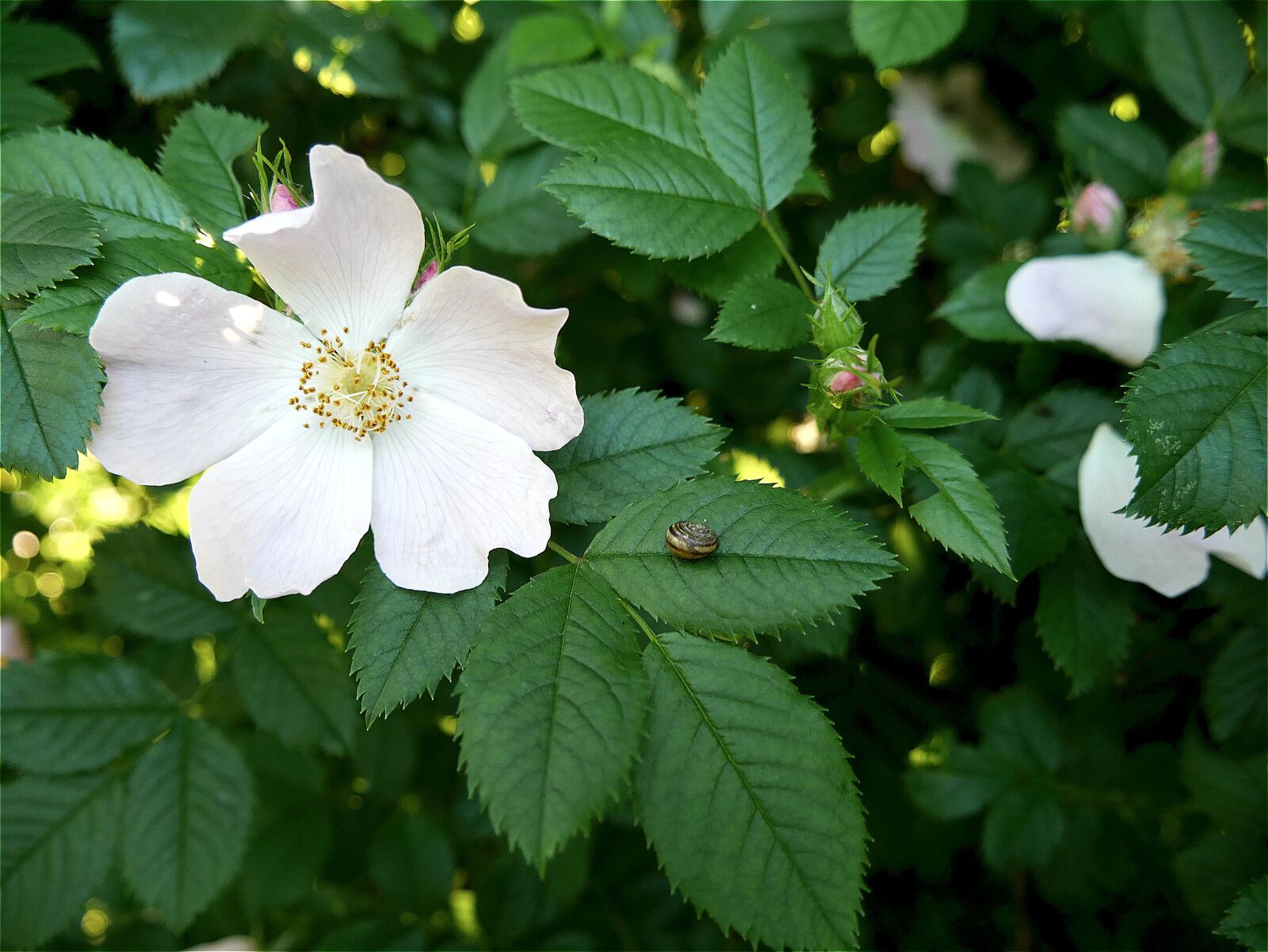 Panasonic Lumix DMC-G7 sample photo. Flower, plant, nature photography
