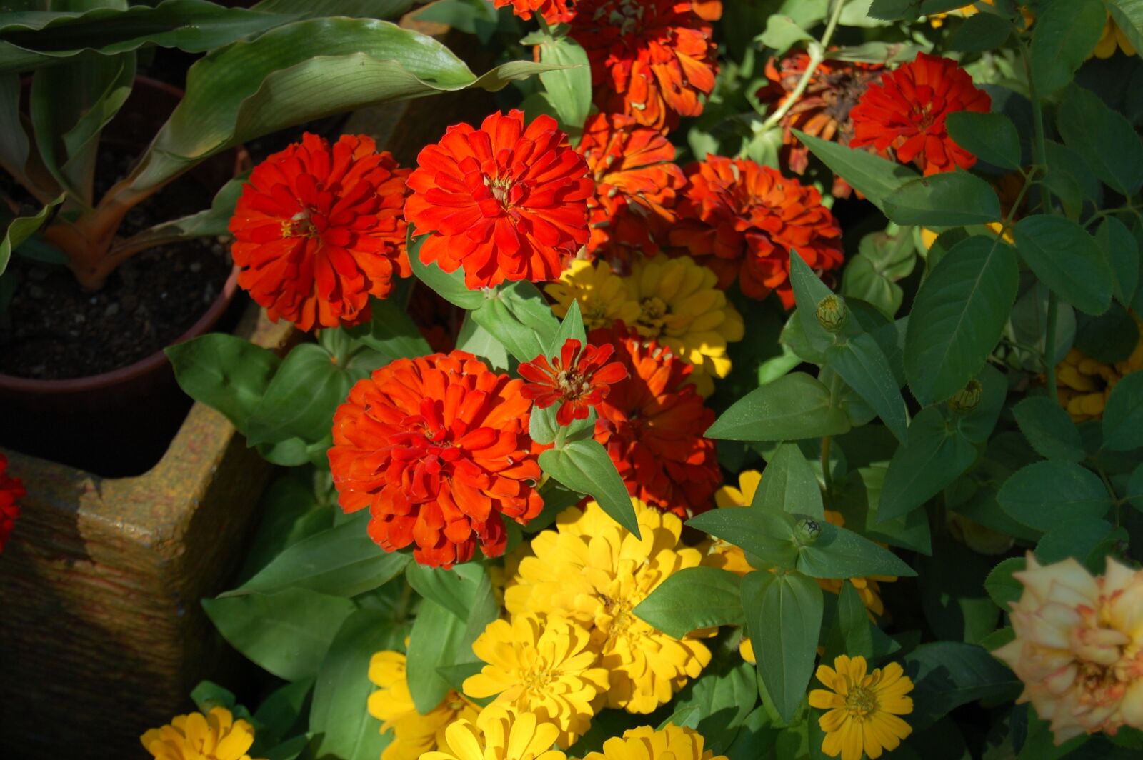 Nikon D40 sample photo. Red, yellow, nature photography