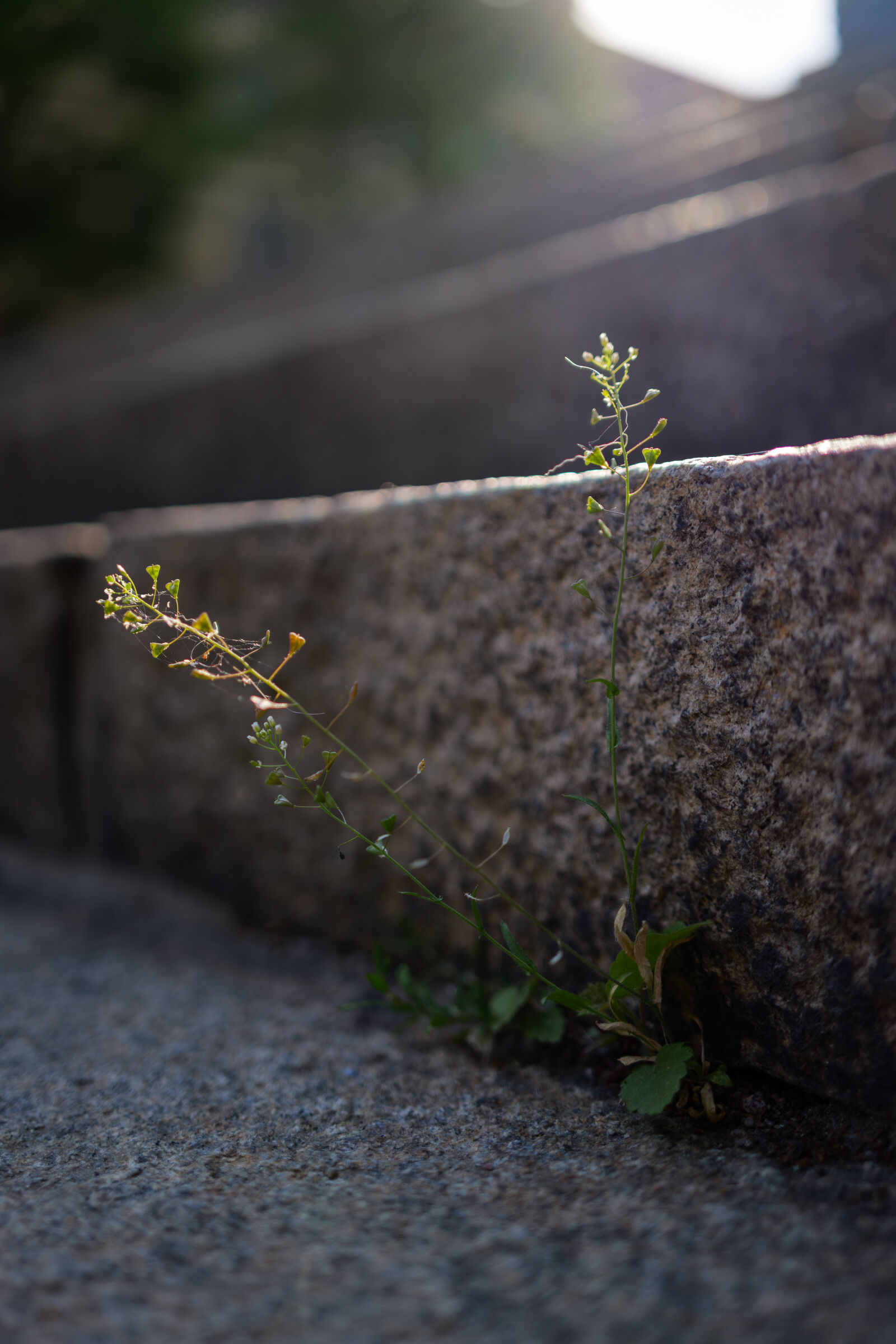 Panasonic Lumix S 35mm F1.8 sample photo. Hope for the green photography