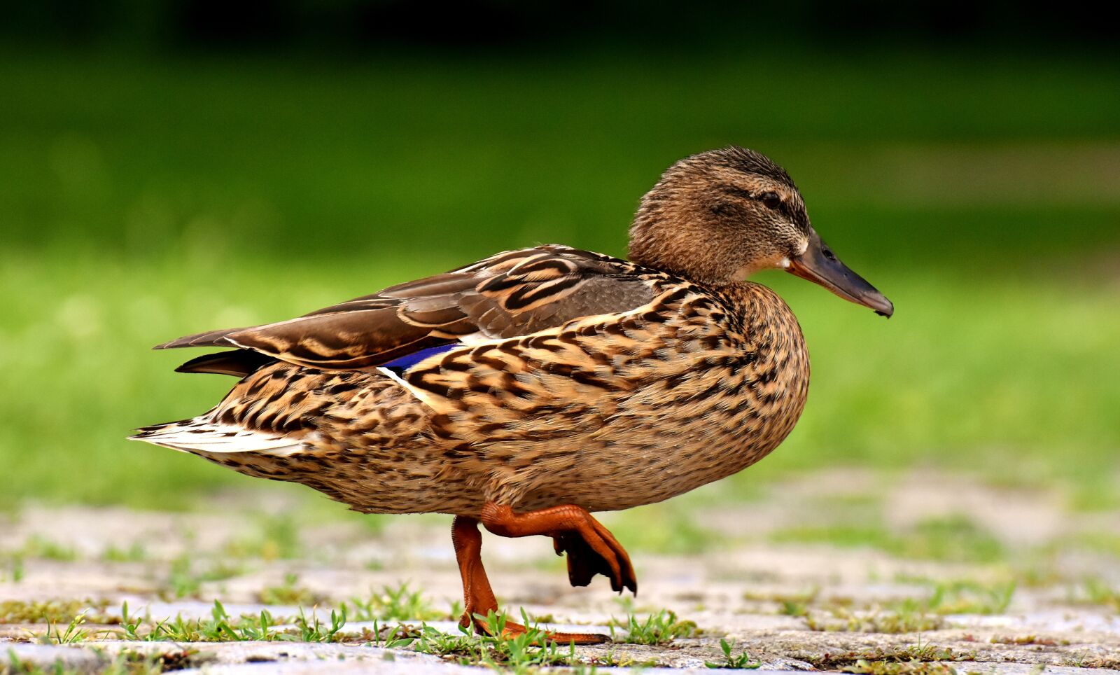 Nikon D7200 sample photo. Mallard, cute, nature photography