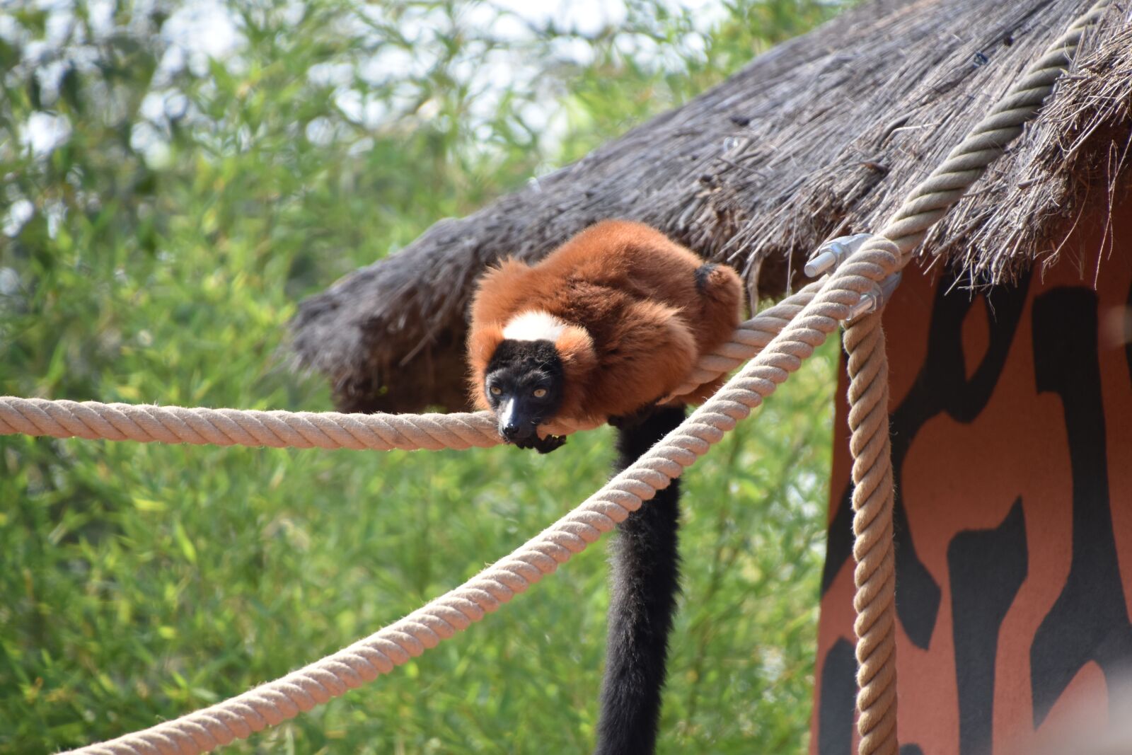 Nikon D5600 sample photo. Lemur, animal, wild photography
