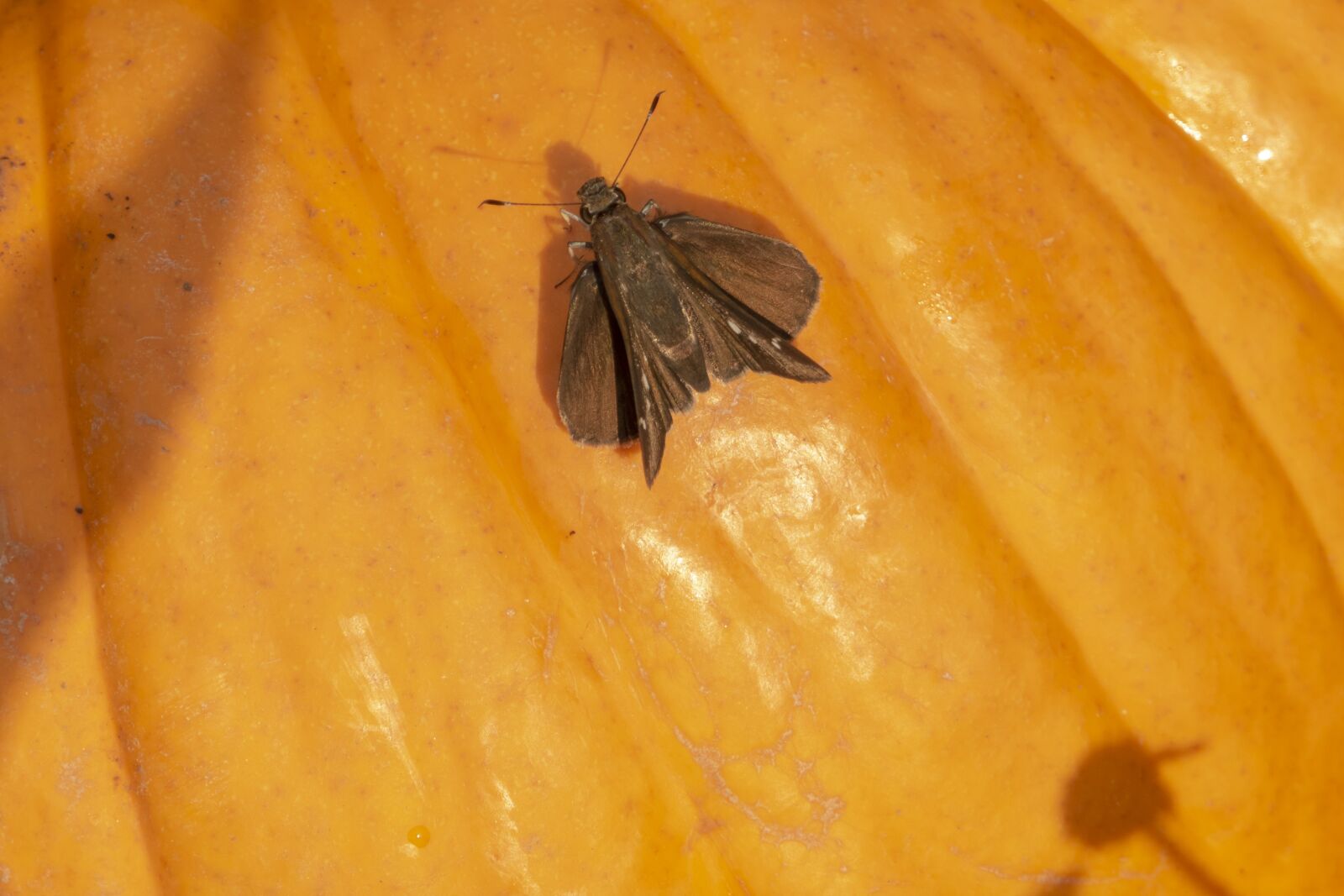Panasonic Lumix DMC-FZ1000 sample photo. Butterfly, pumpkin, orange photography