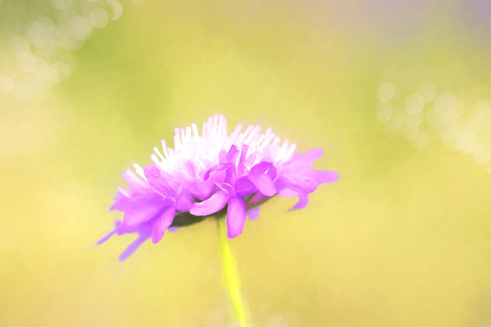 Nikon D7100 sample photo. Painting, paint, image photography