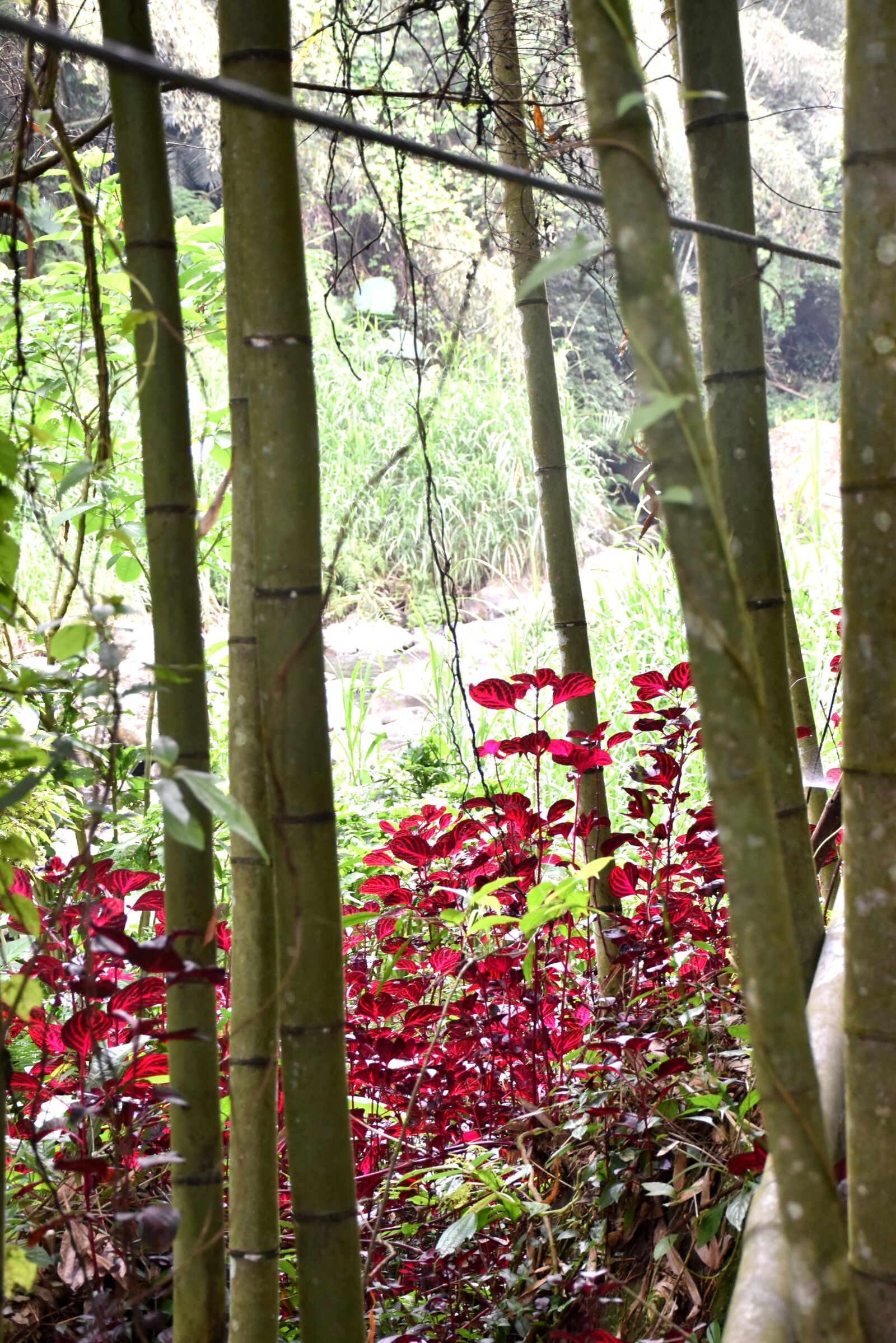 Nikon D5600 sample photo. Alishan, confused trail, trail photography